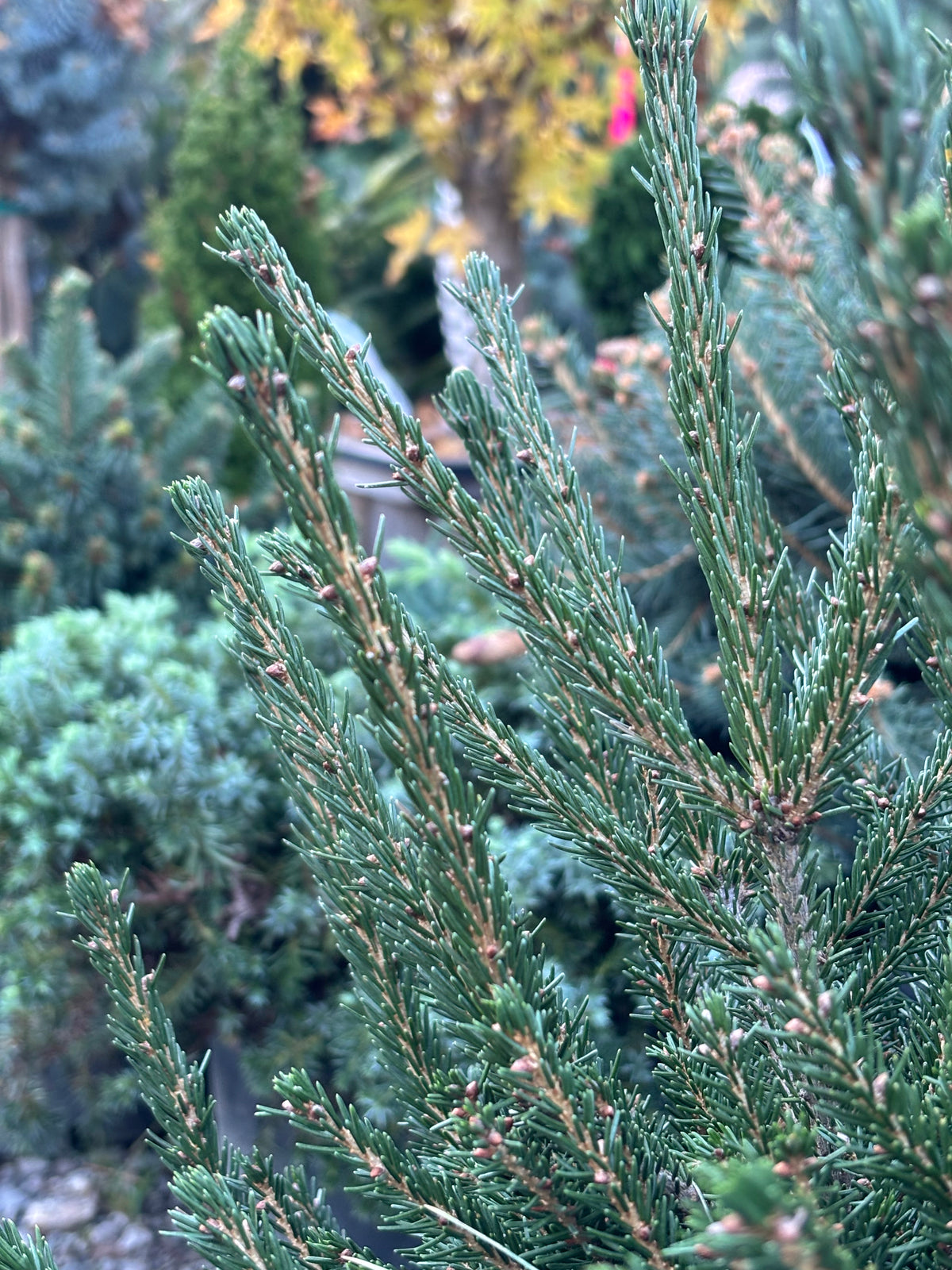 Tidy Timm Oriental Spruce