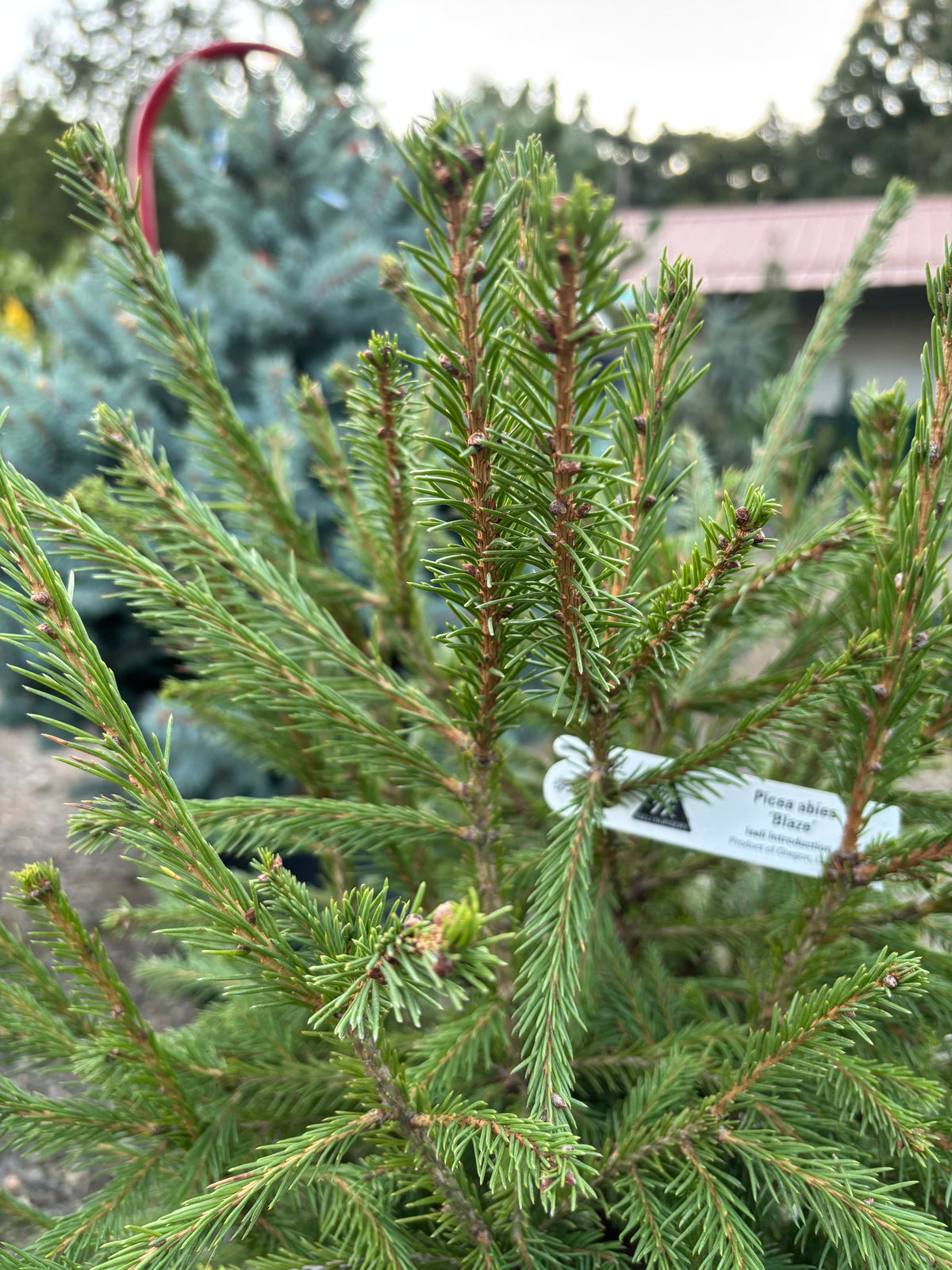 Picea abies ‘Blaze’