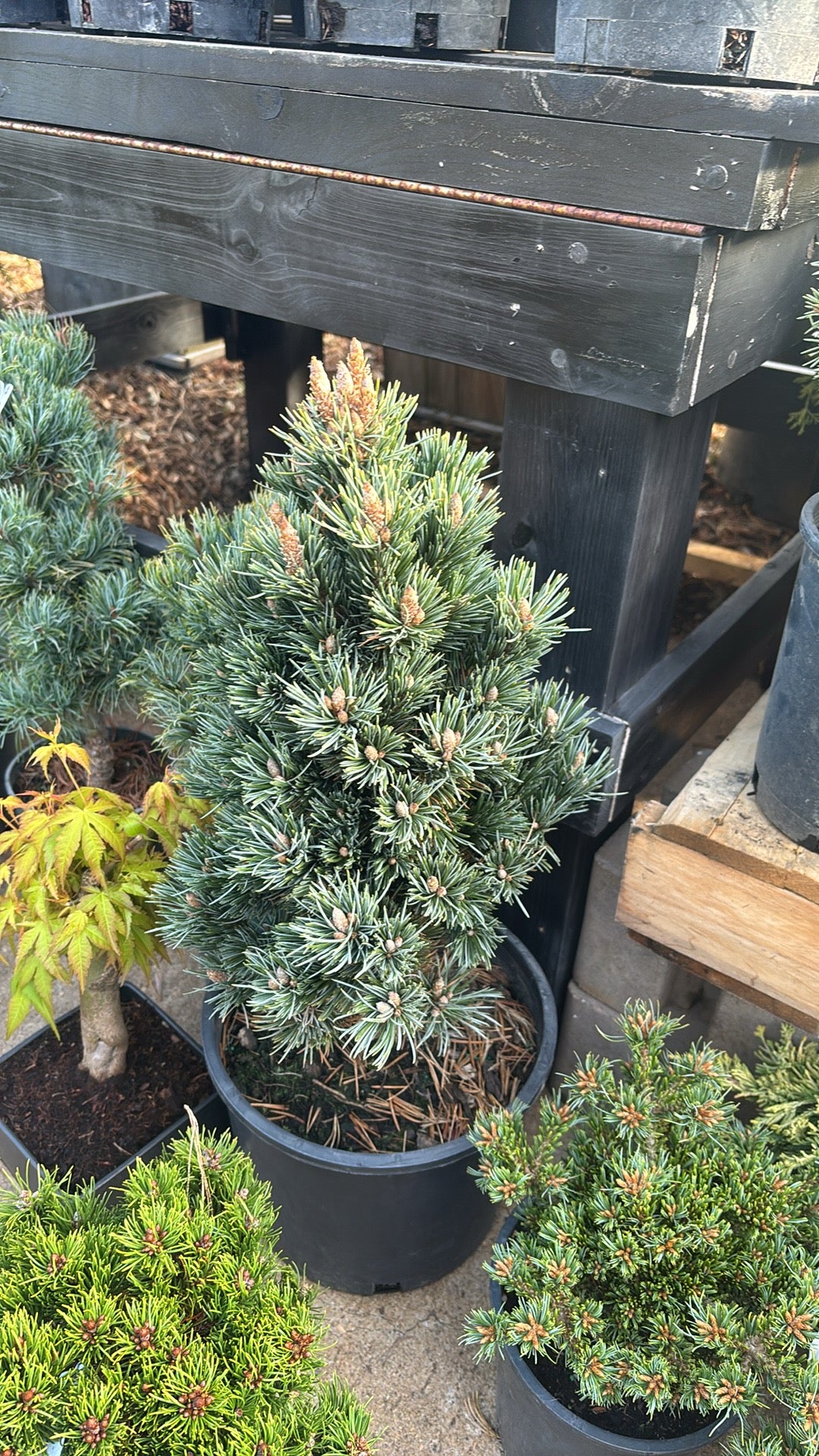 Pinus longaeva ‘Joe’s Bess’