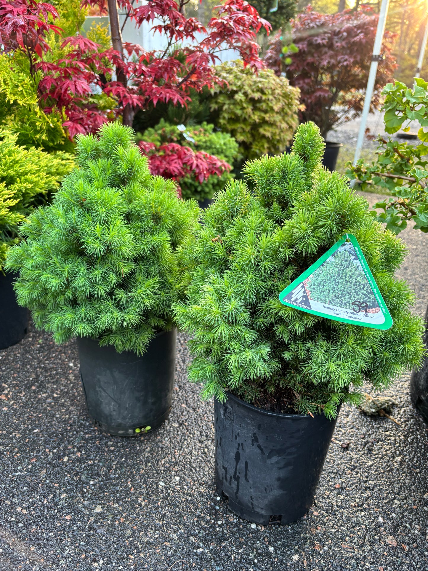 Picea glauca ‘Humpty Dumpty’ Dwarf Alberta Spruce
