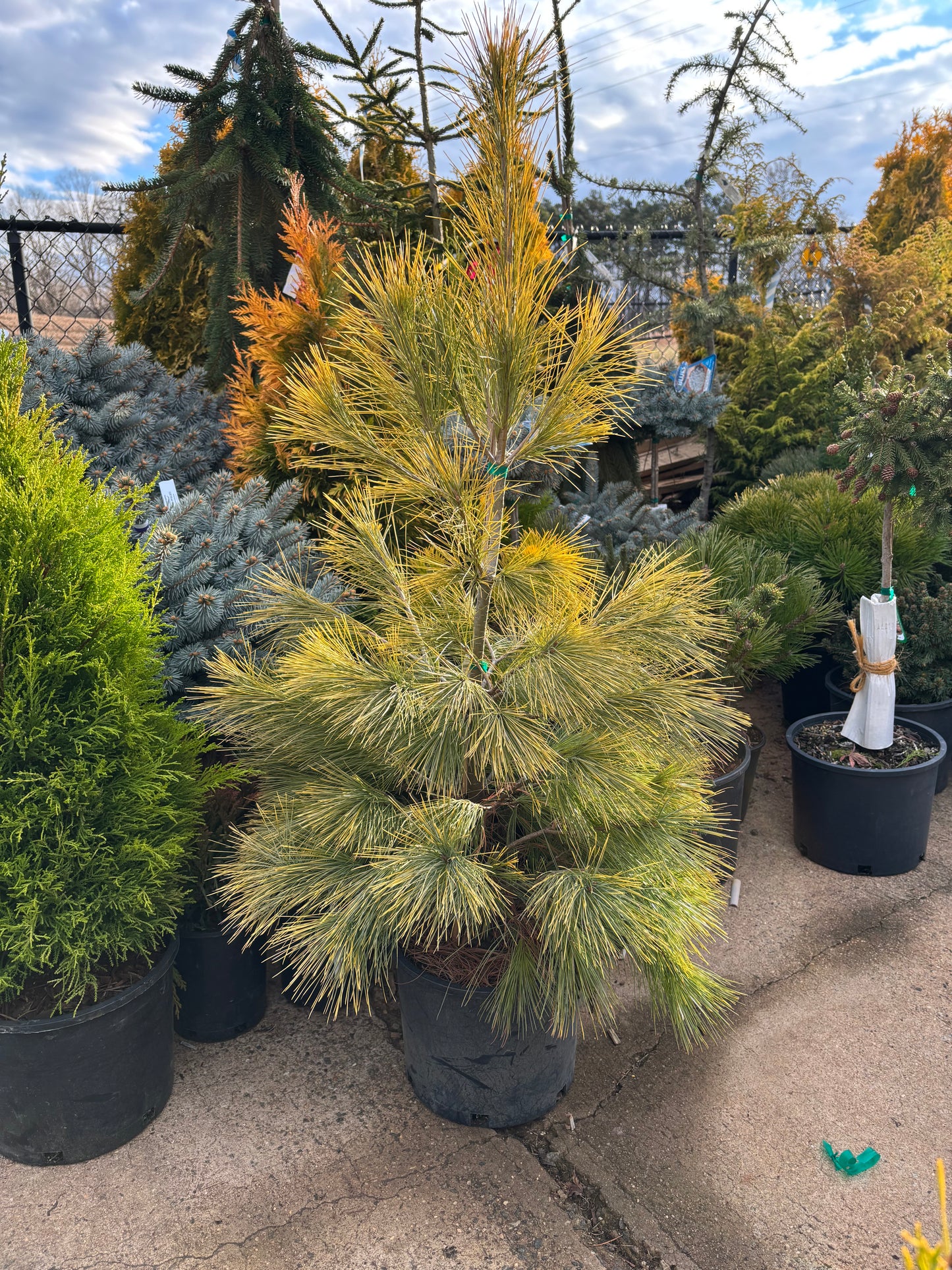 Pinus strobus ‘Louie’