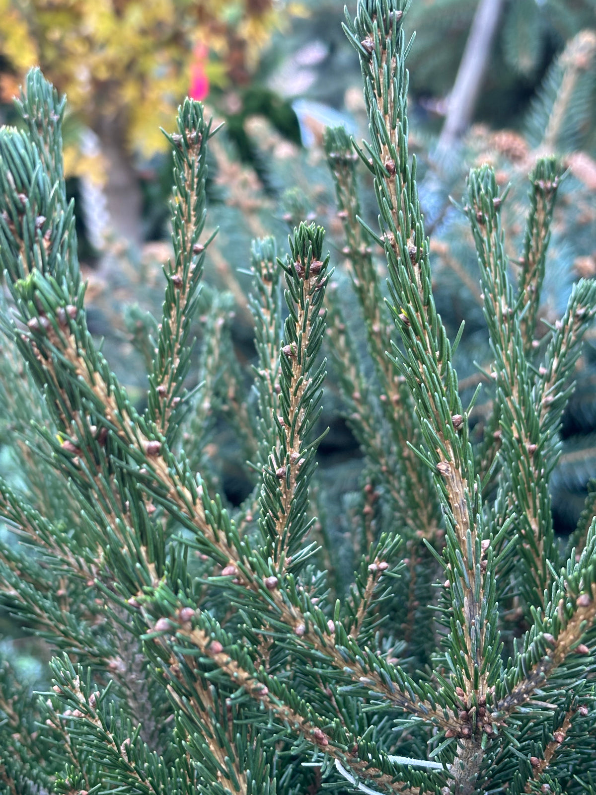 Tidy Timm Oriental Spruce