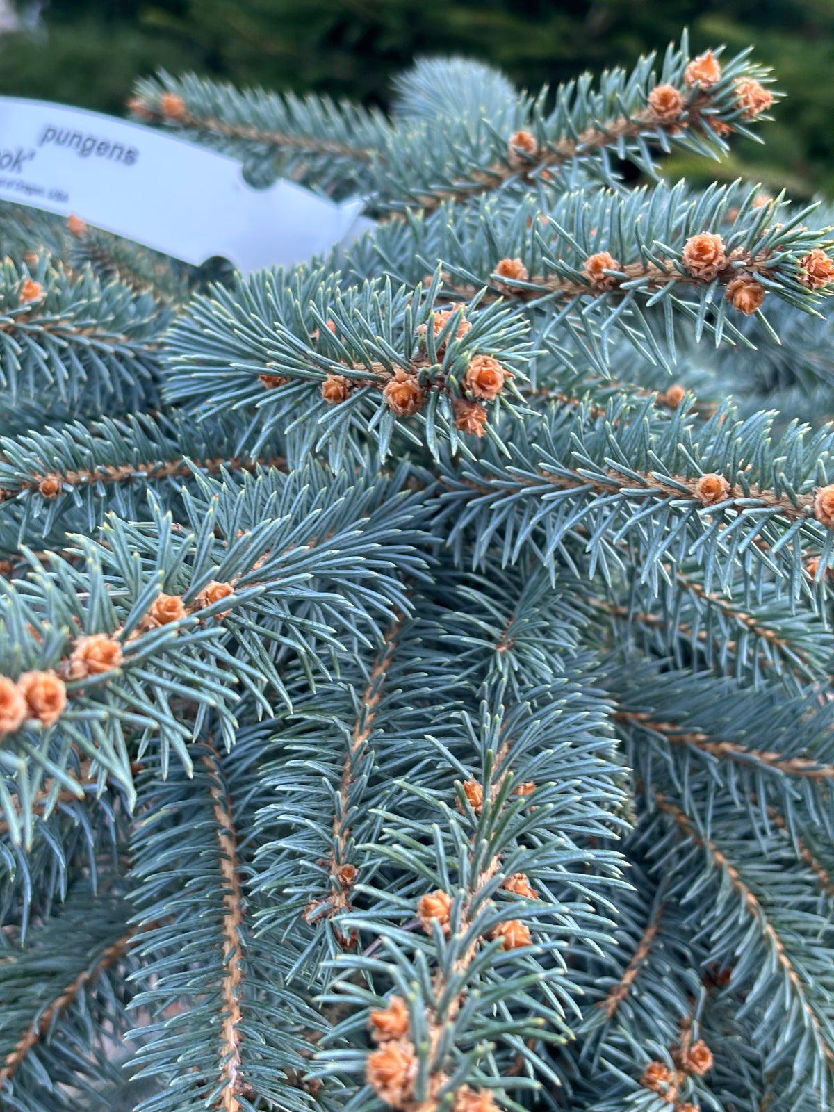 Picea pungens ‘Millbrook’