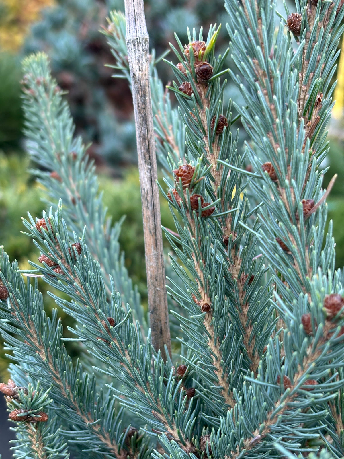 Blue Teardrop White Spruce