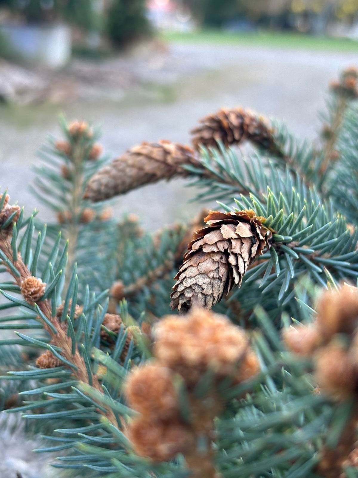 Picea pungens ‘Hermann Naue’ Red Coned Colorado Blue Spruce