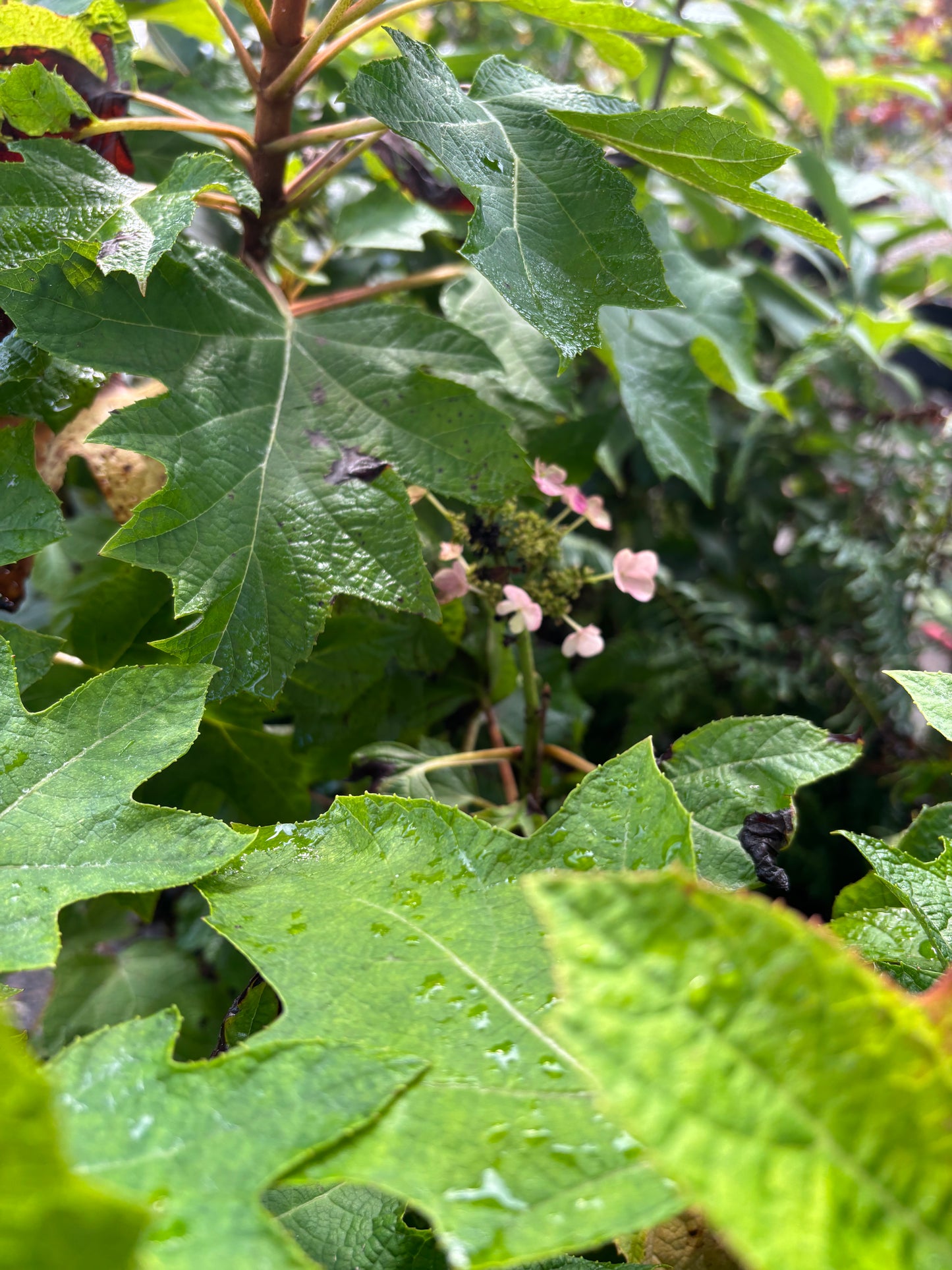 Munchkin Oakleaf Hydrangea