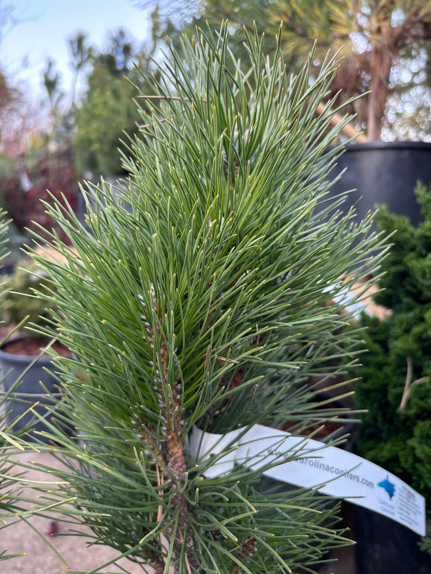 Pinus nigra ‘Green Tower’