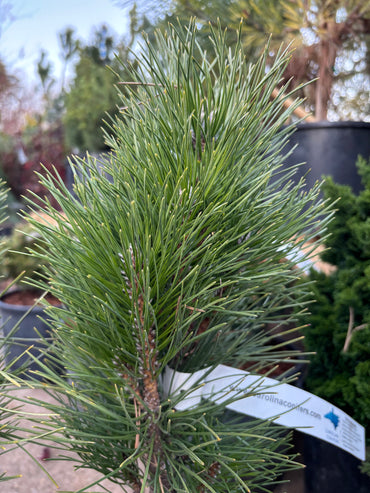 Pinus nigra ‘Green Tower’
