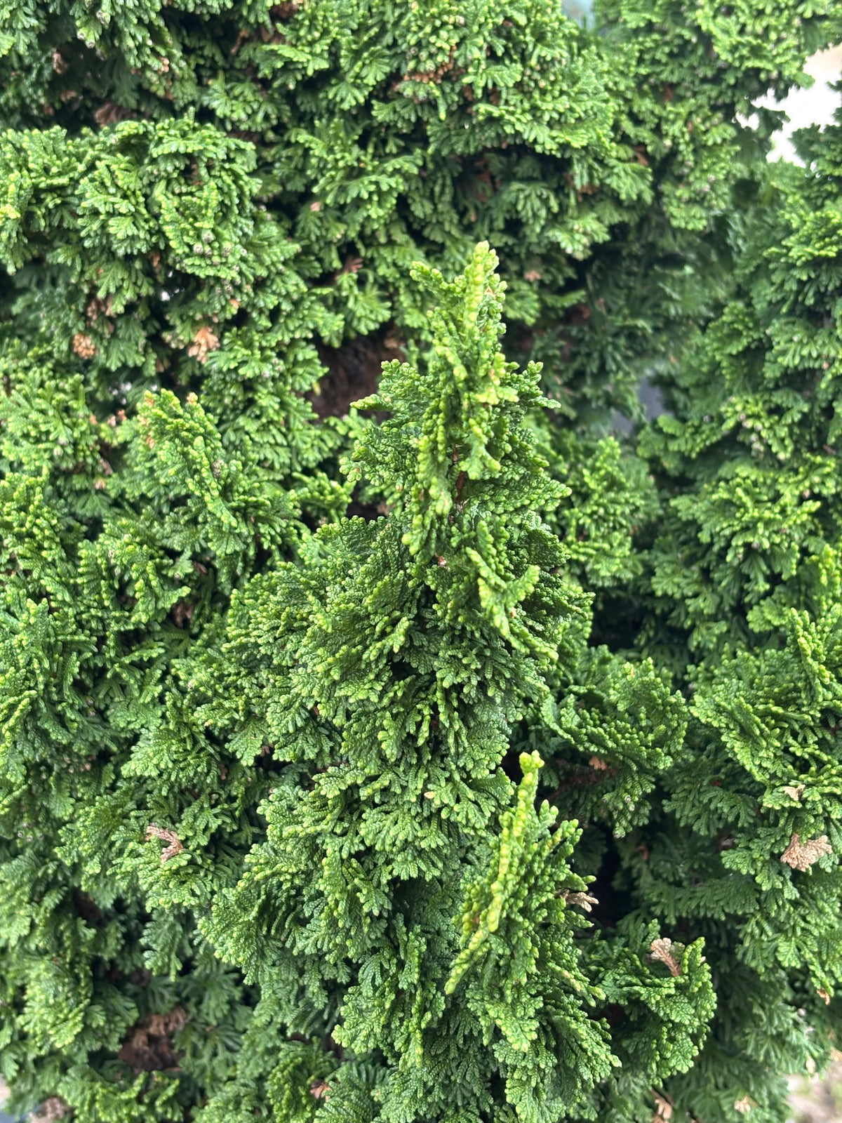 Thuja occidentalis ‘Primo’