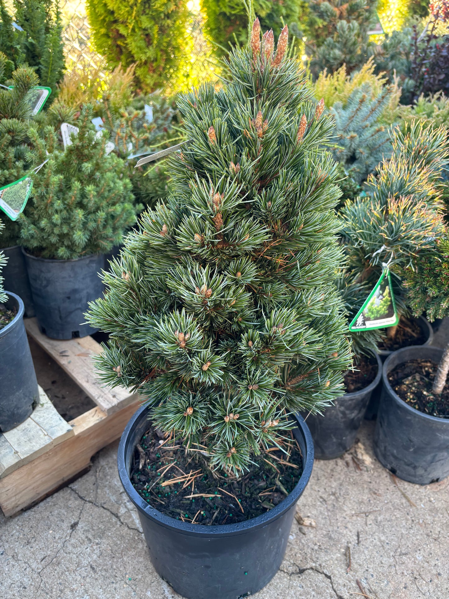 Pinus longaeva ‘Joe’s Bess’