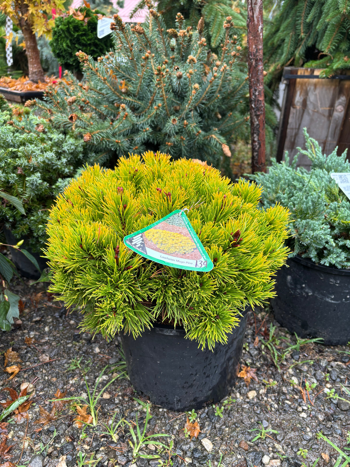 Pinus mugo ‘Laarheide’