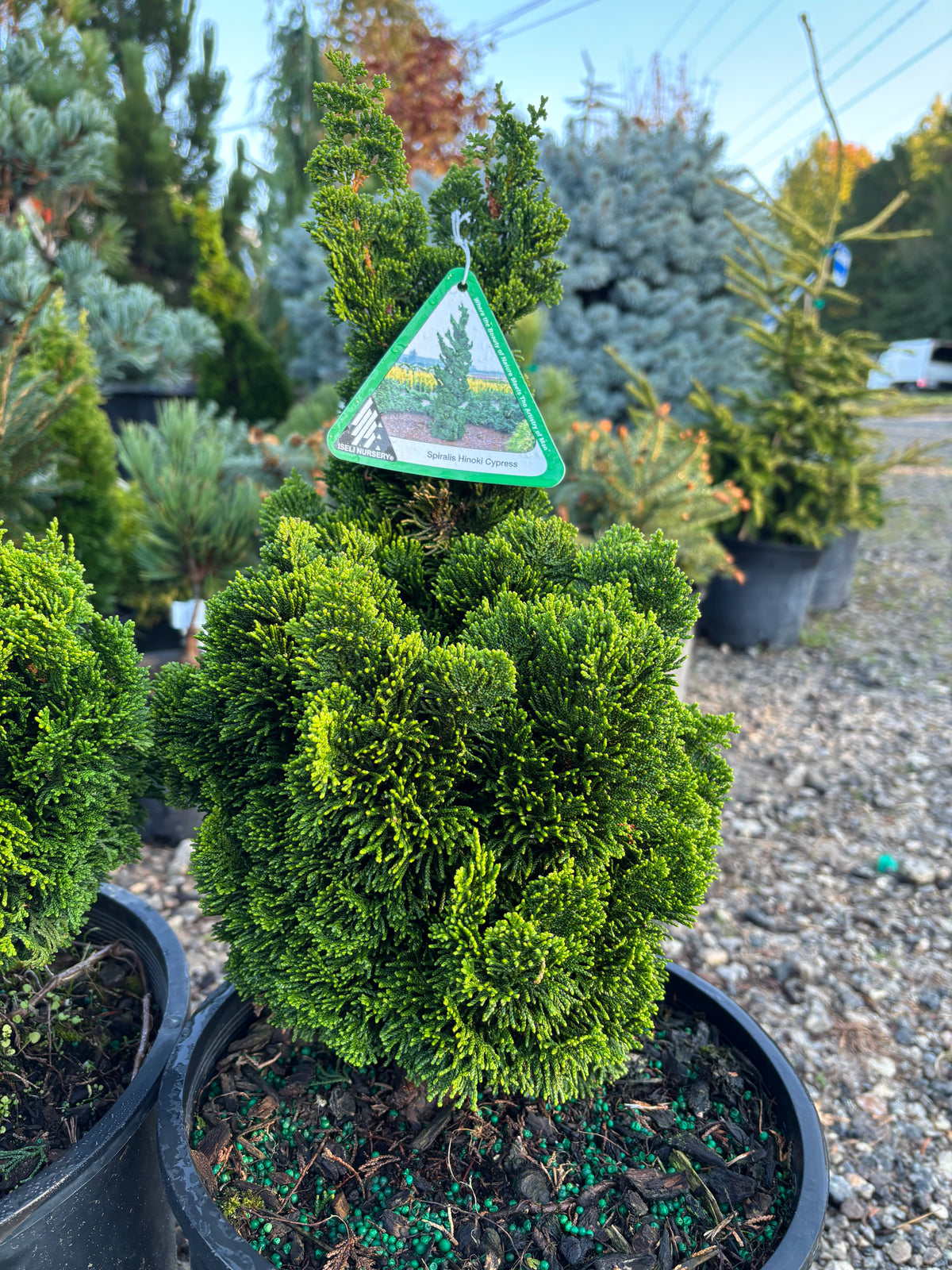 Chamaecyparis obtusa ‘Spiralis’