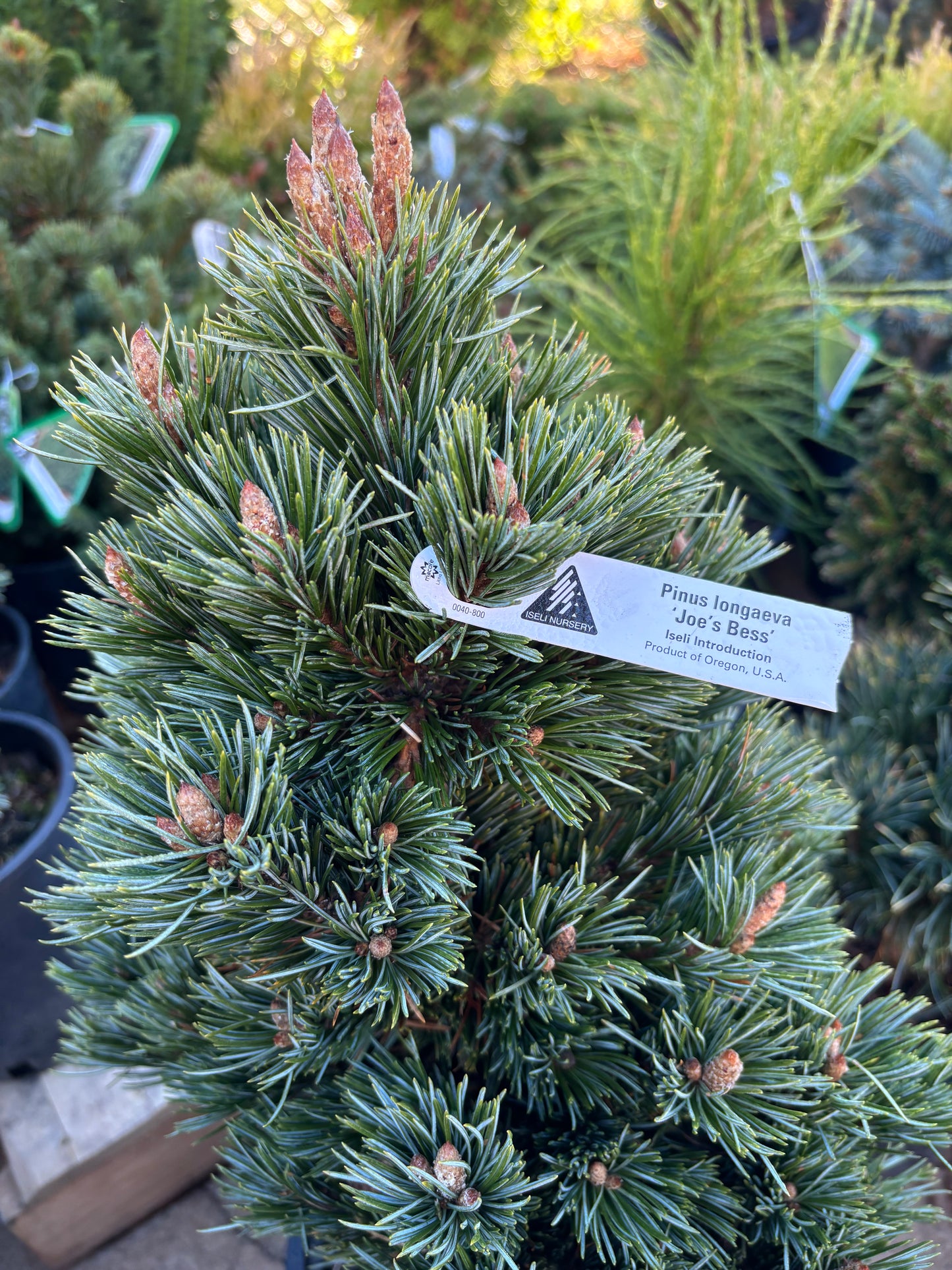 Pinus longaeva ‘Joe’s Bess’