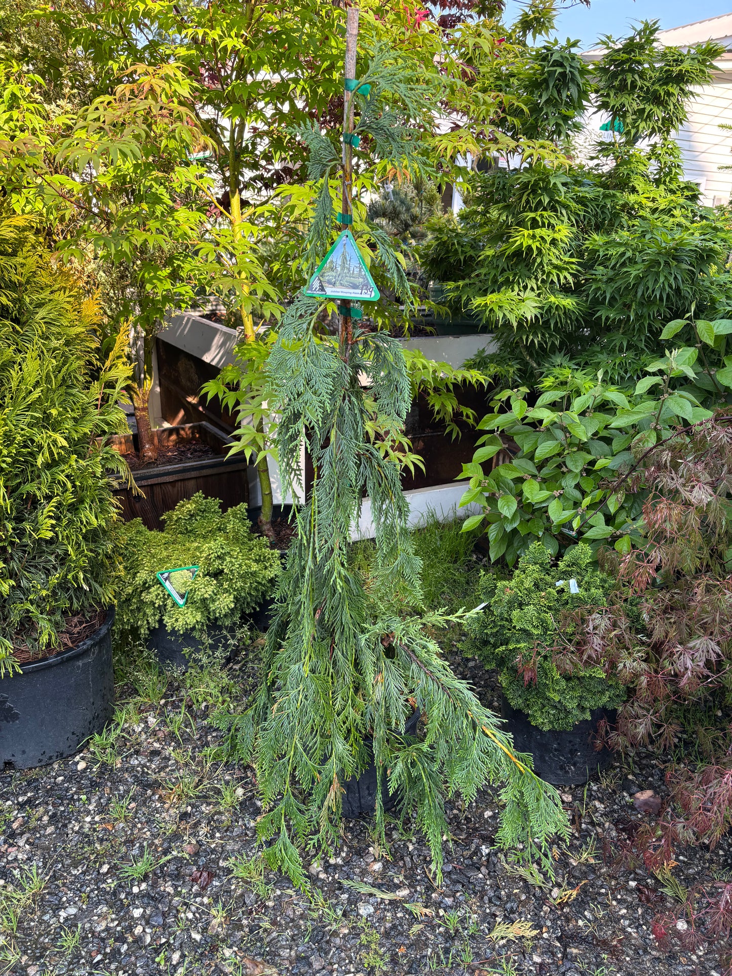 Jubilee Weeping Alaskan Cedar