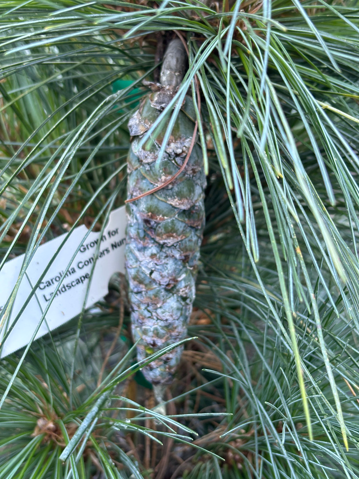 Pinus x schwerinii ‘Wiethorst’