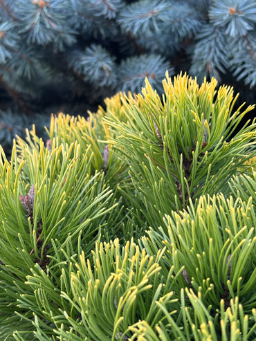 Pinus mugo ‘Thomas’ (Starkl)