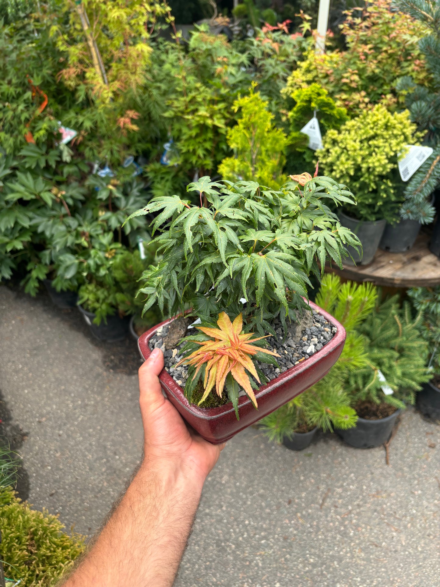 Acer palmatum Mini Maple™