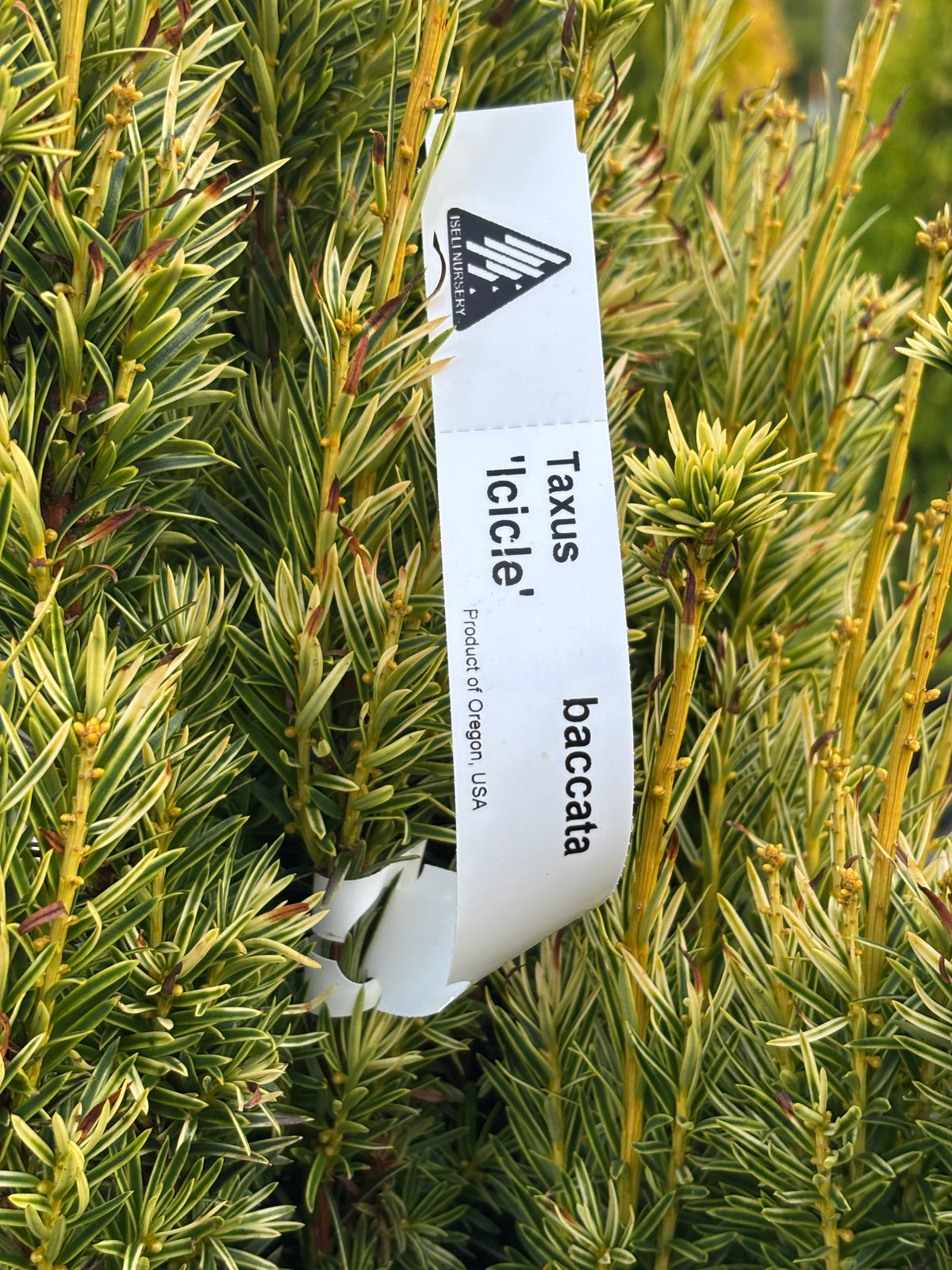 Taxus baccata ‘Icicle’ Yew