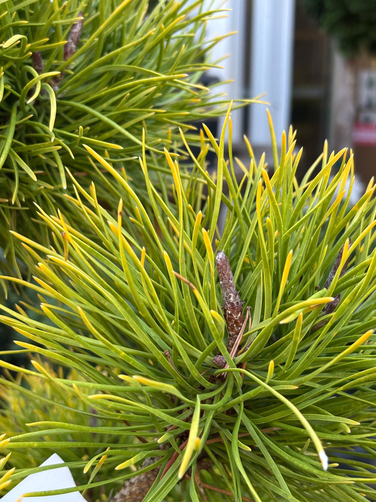 Pinus contorta var. latifolia 'Chief Joseph'