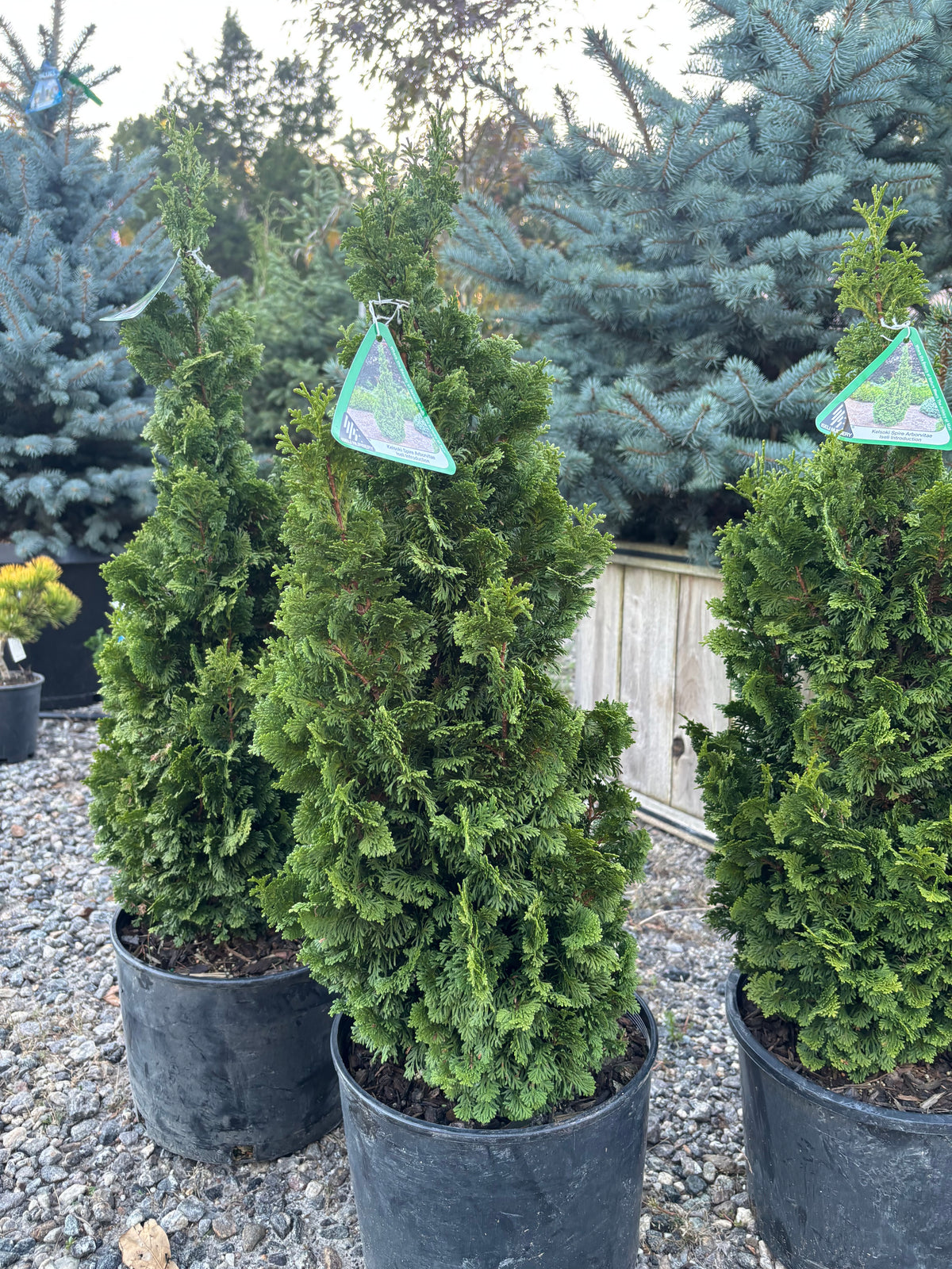Thuja occidentalis ‘Kelsoki Spire’