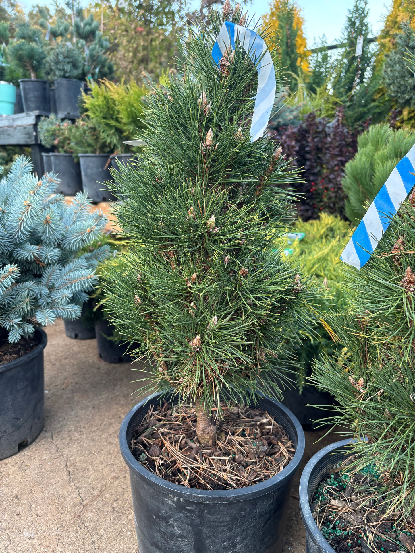 Pinus nigra ‘Komet’