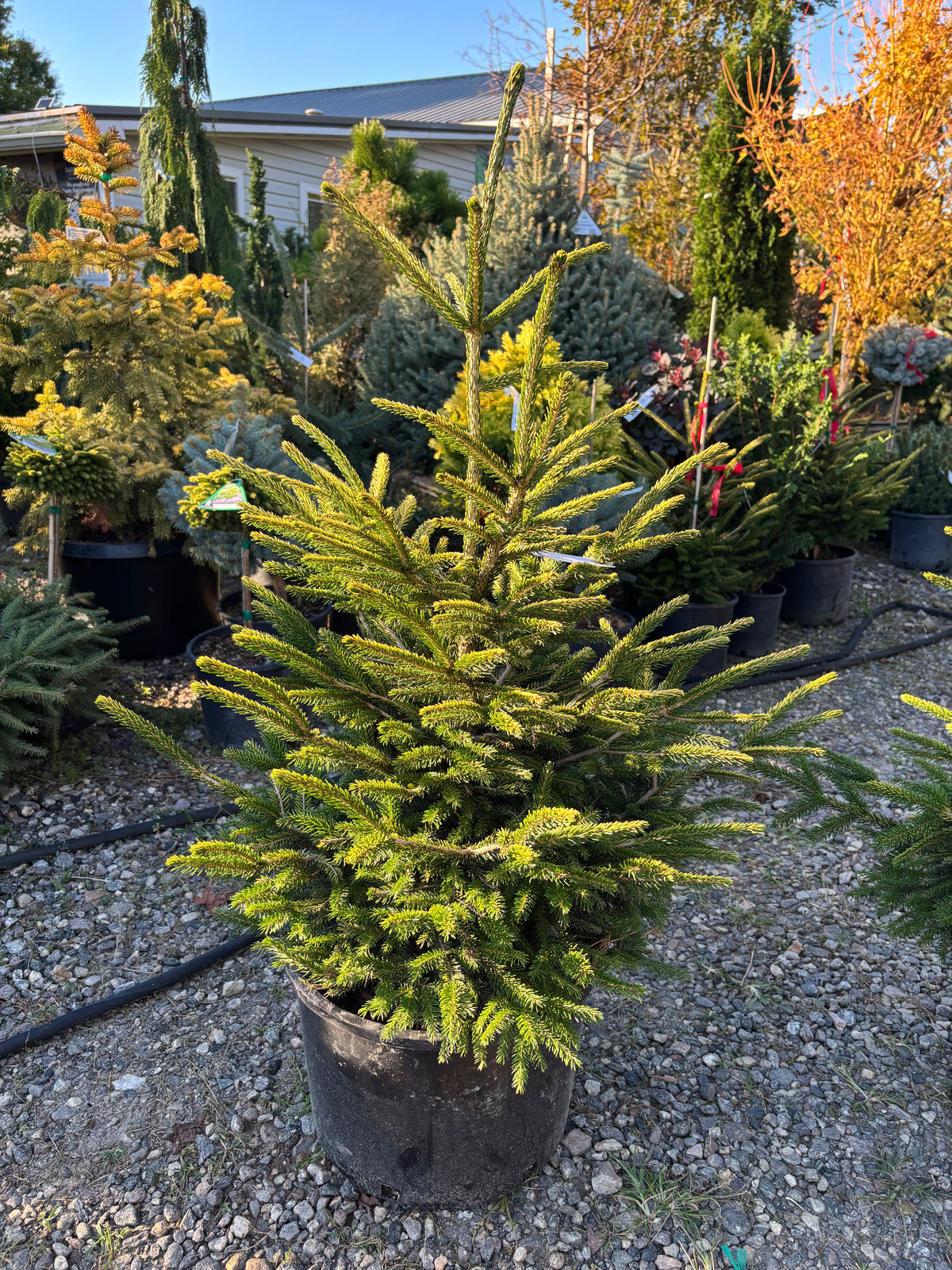 Picea orientalis ‘Firefly’