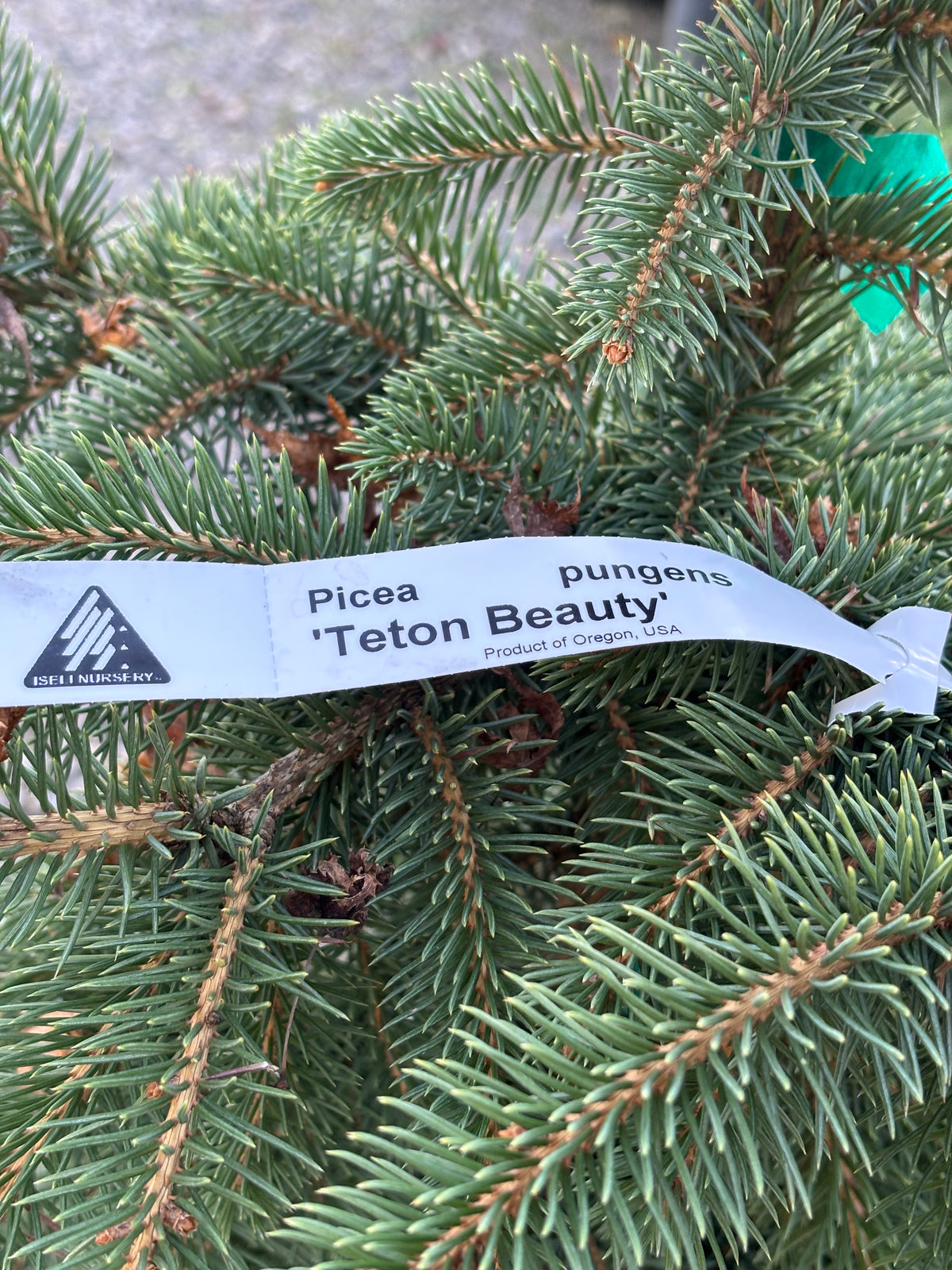 Picea pungens ‘Teton Beauty’