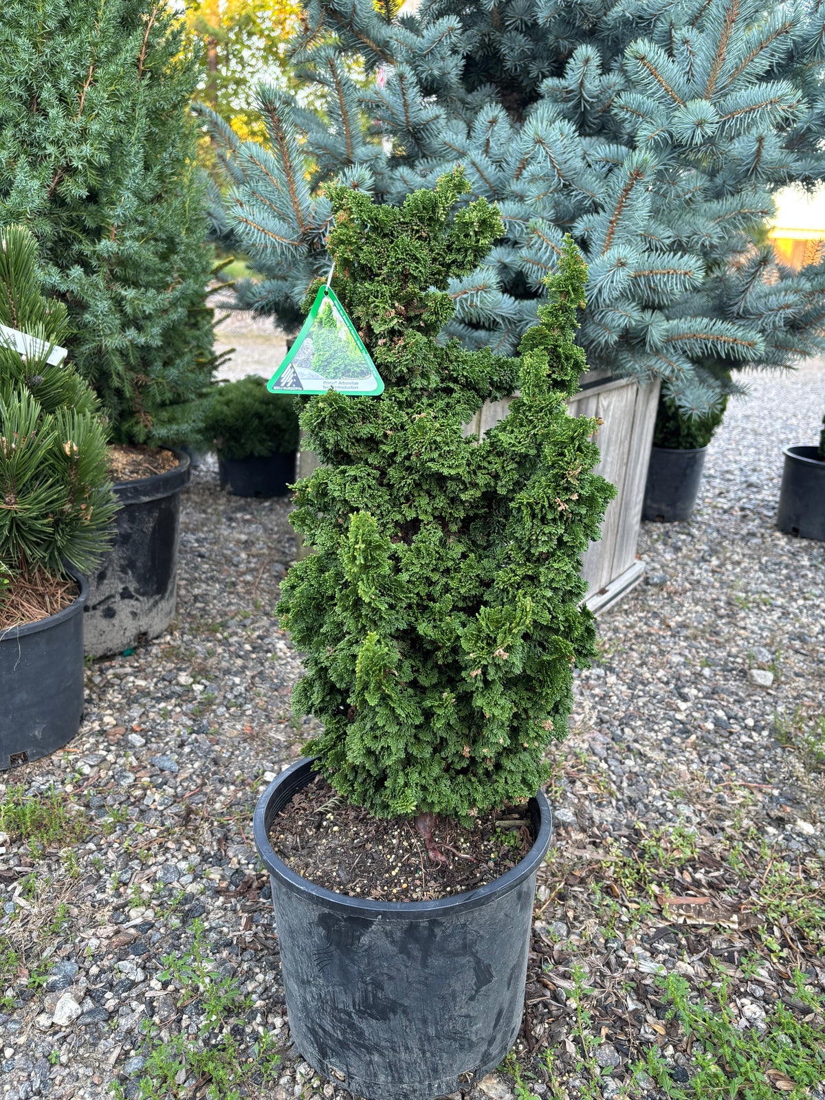 Thuja occidentalis ‘Primo’