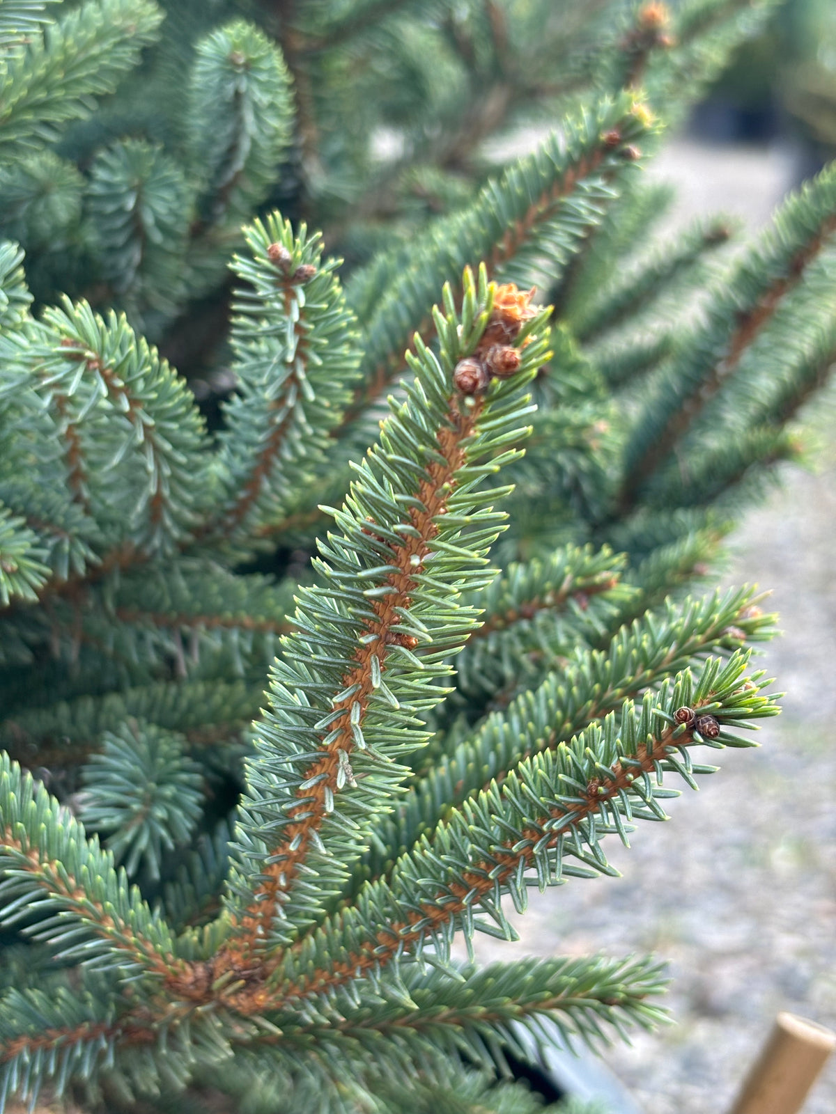 Picea glauca ‘Spring Sunshine