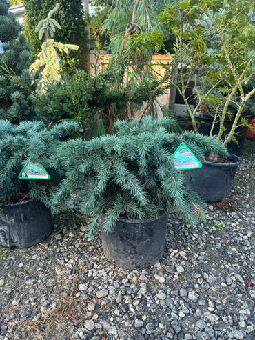 Cedrus deodara 'Prostrate Beauty'