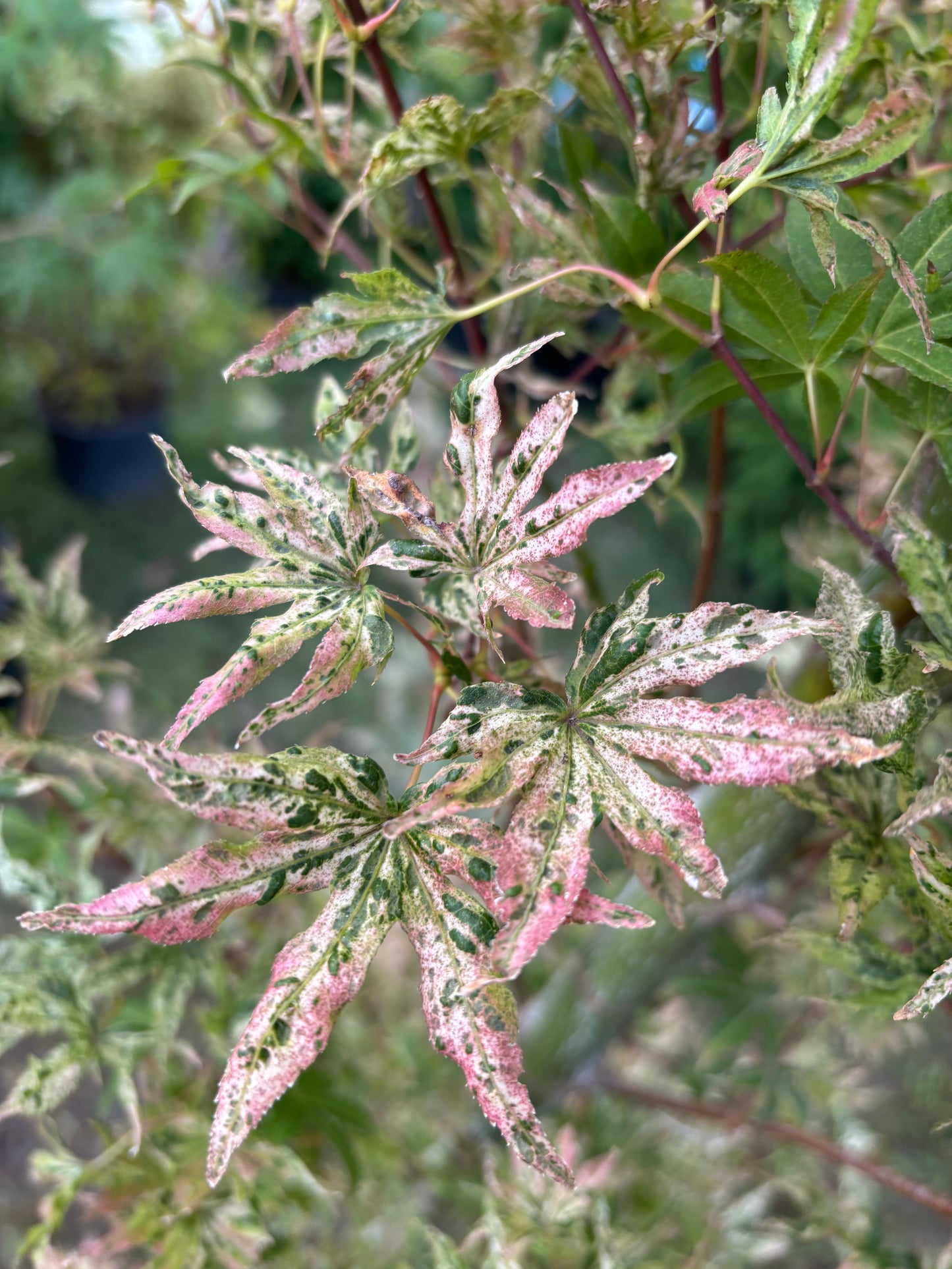 Acer Palmatum 'Ukigumo'