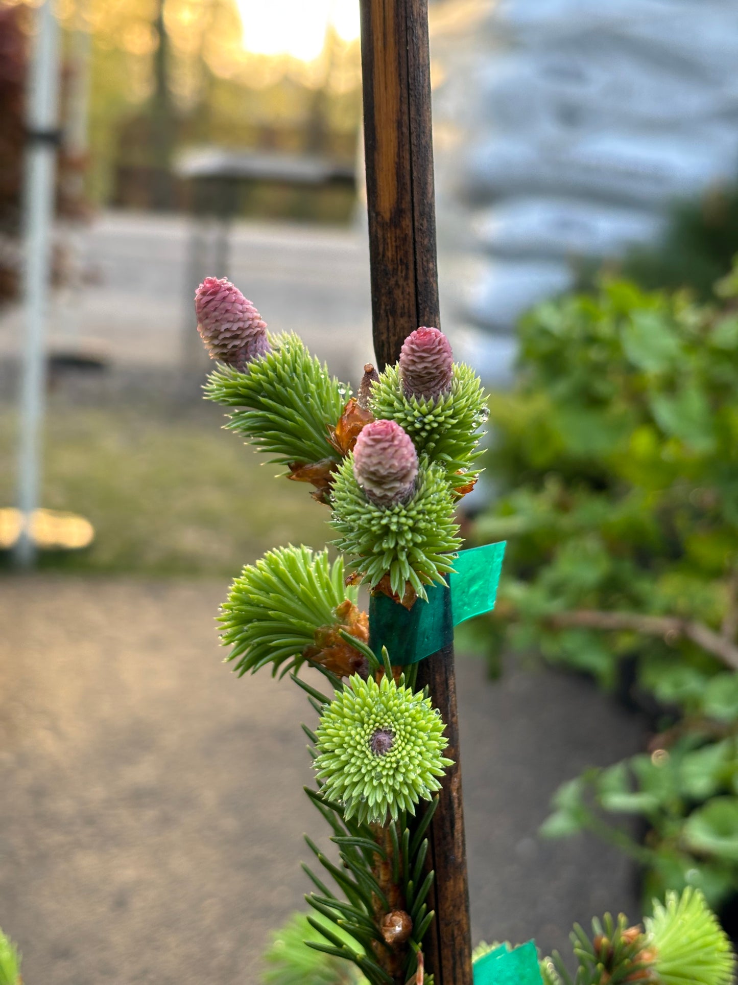 Picea abies ‘Acrocona’ Red Cone Norway Spruce