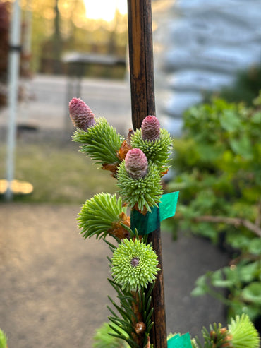 Picea abies ‘Acrocona’ Red Cone Norway Spruce