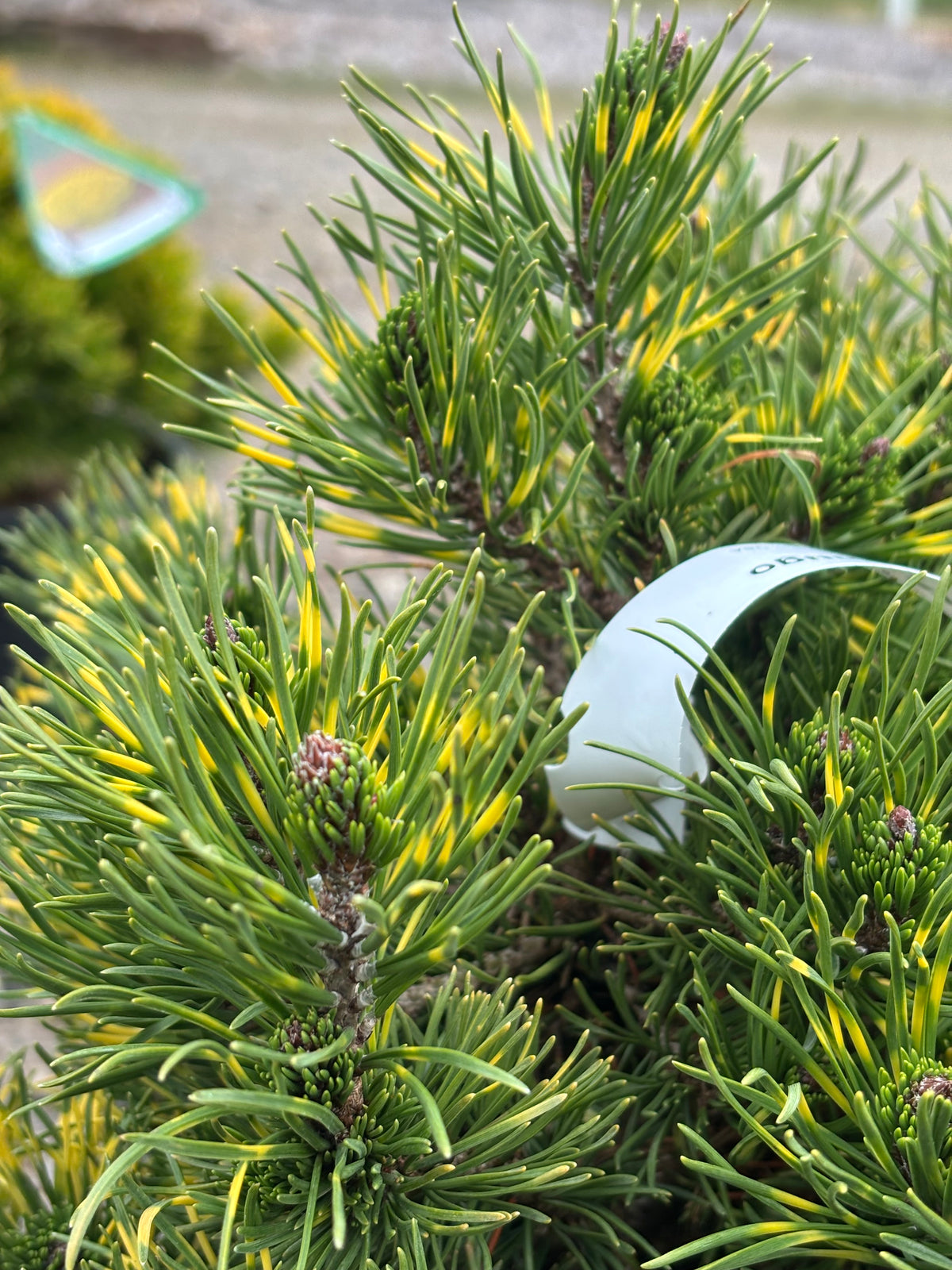 Pinus mugo ‘Agatka’