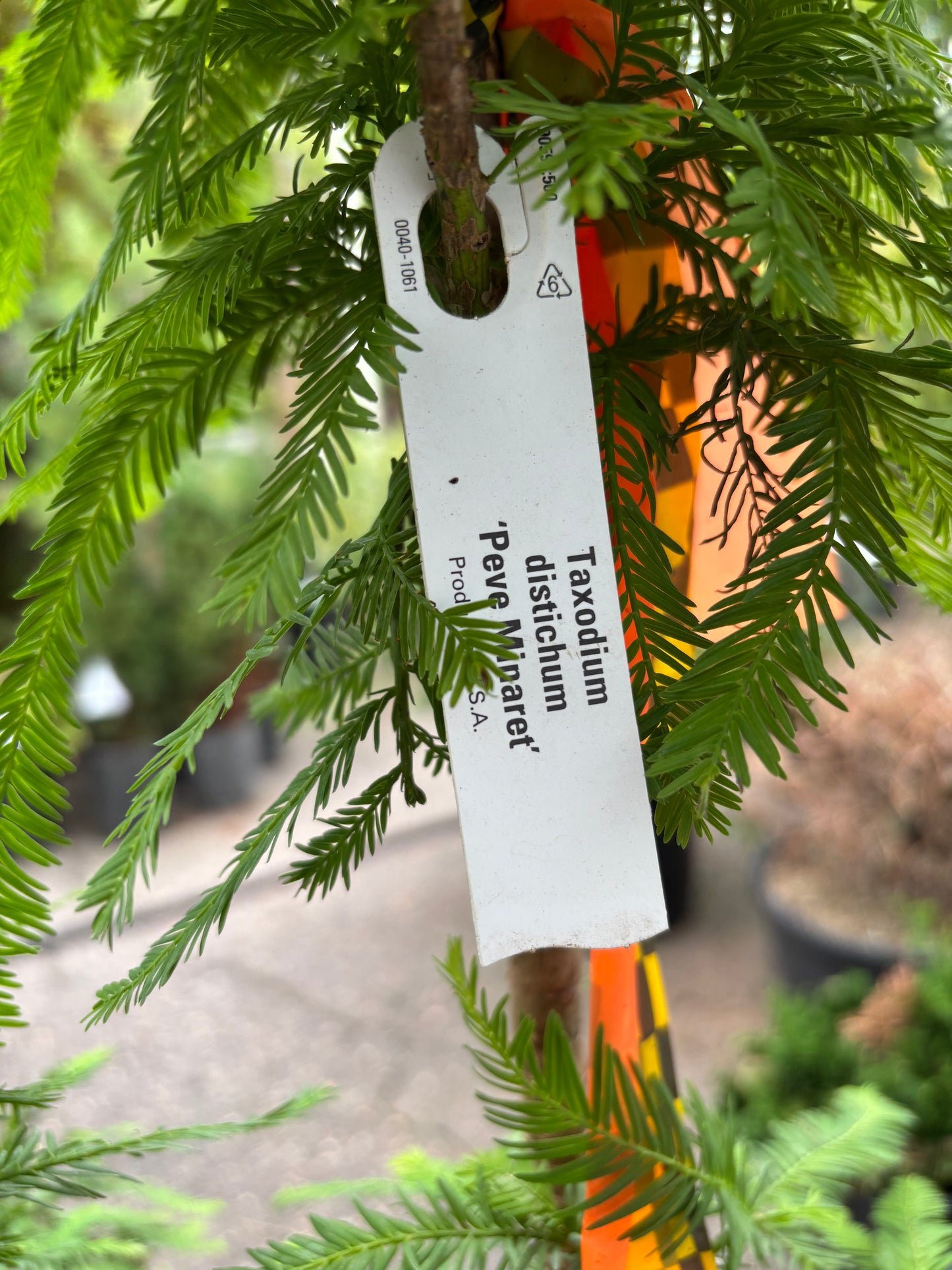 Peve Minaret Bald Cypress