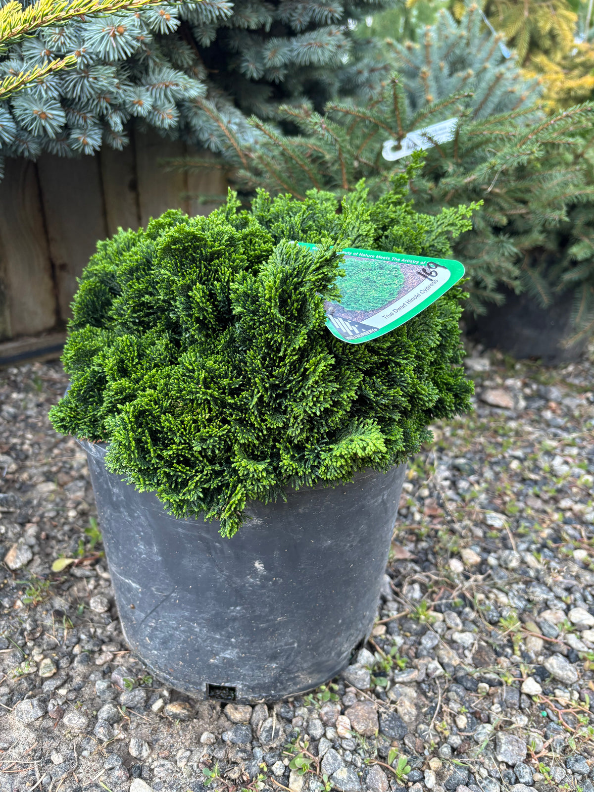 Chamaecyparis obtusa ‘Nana’