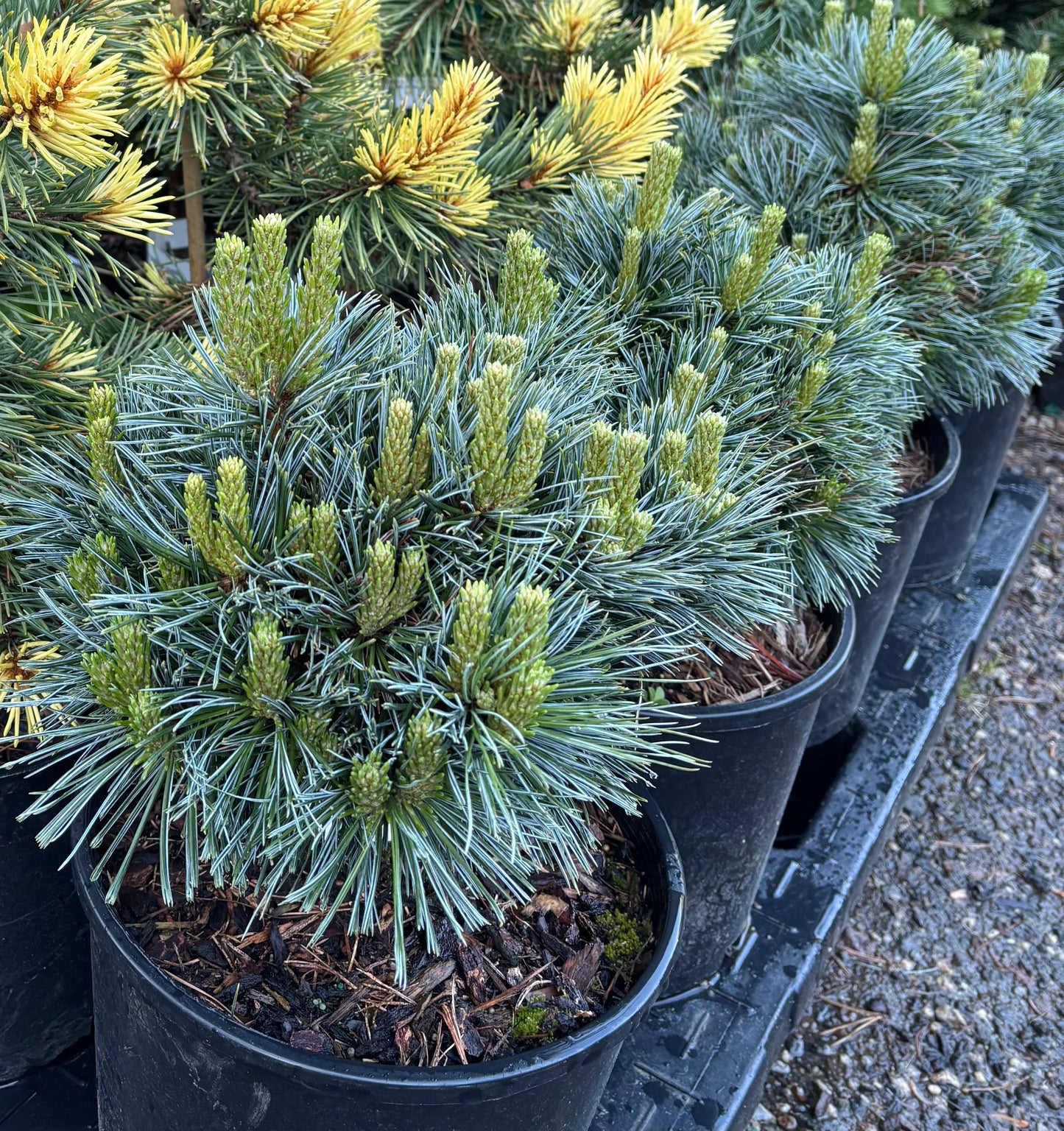 Pinus flexilis 'Lil' Wolf'