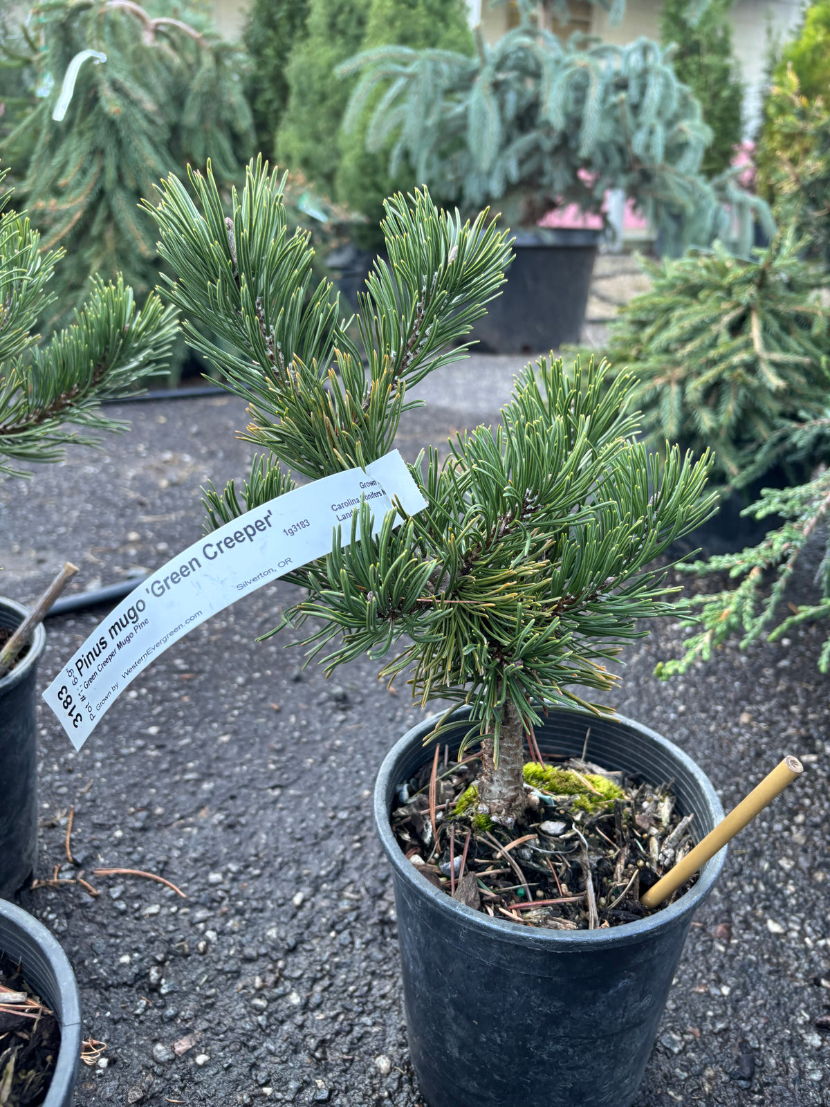 Pinus mugo 'Green Creeper'
