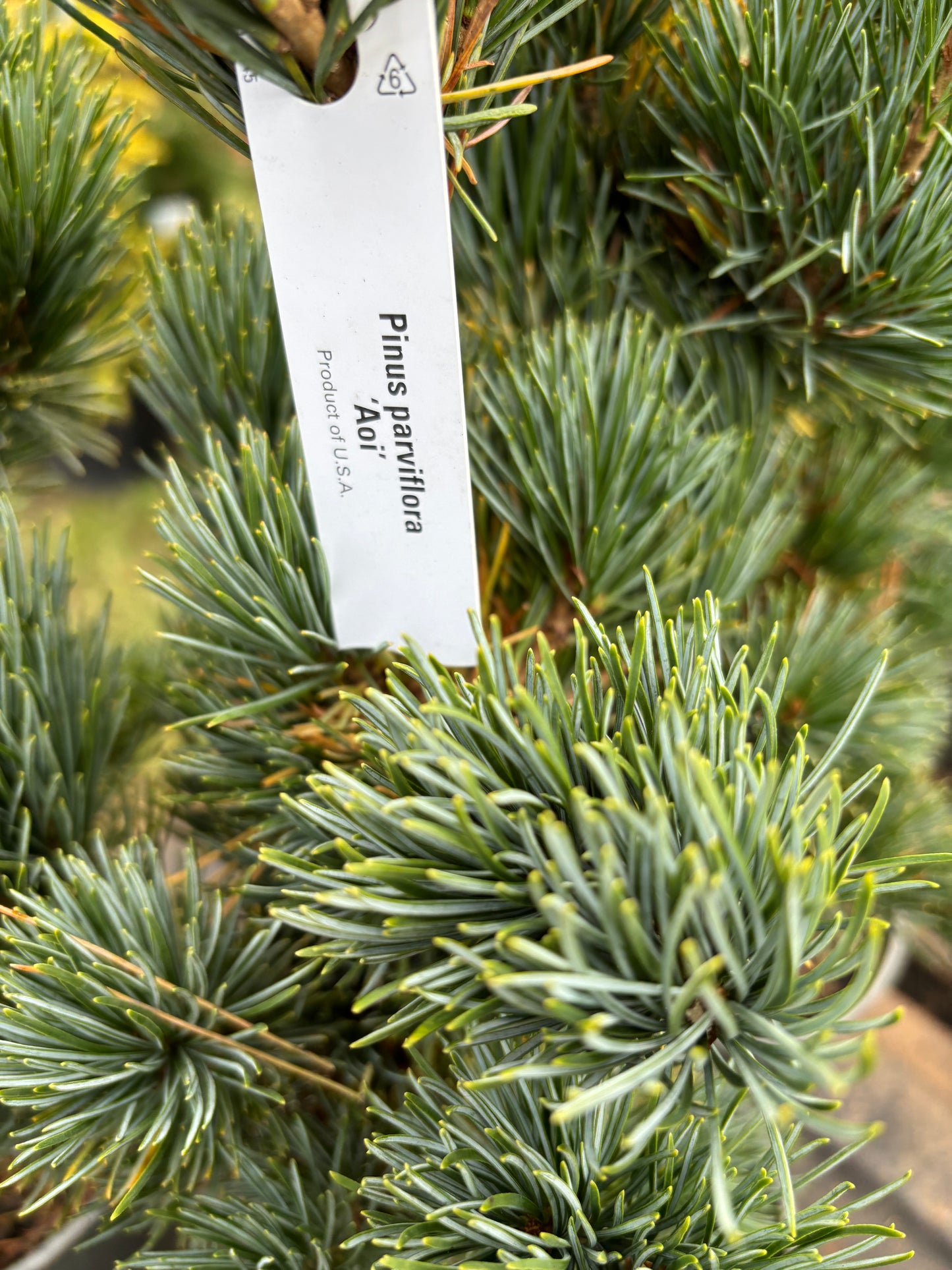 Pinus parviflora ‘Aoi’