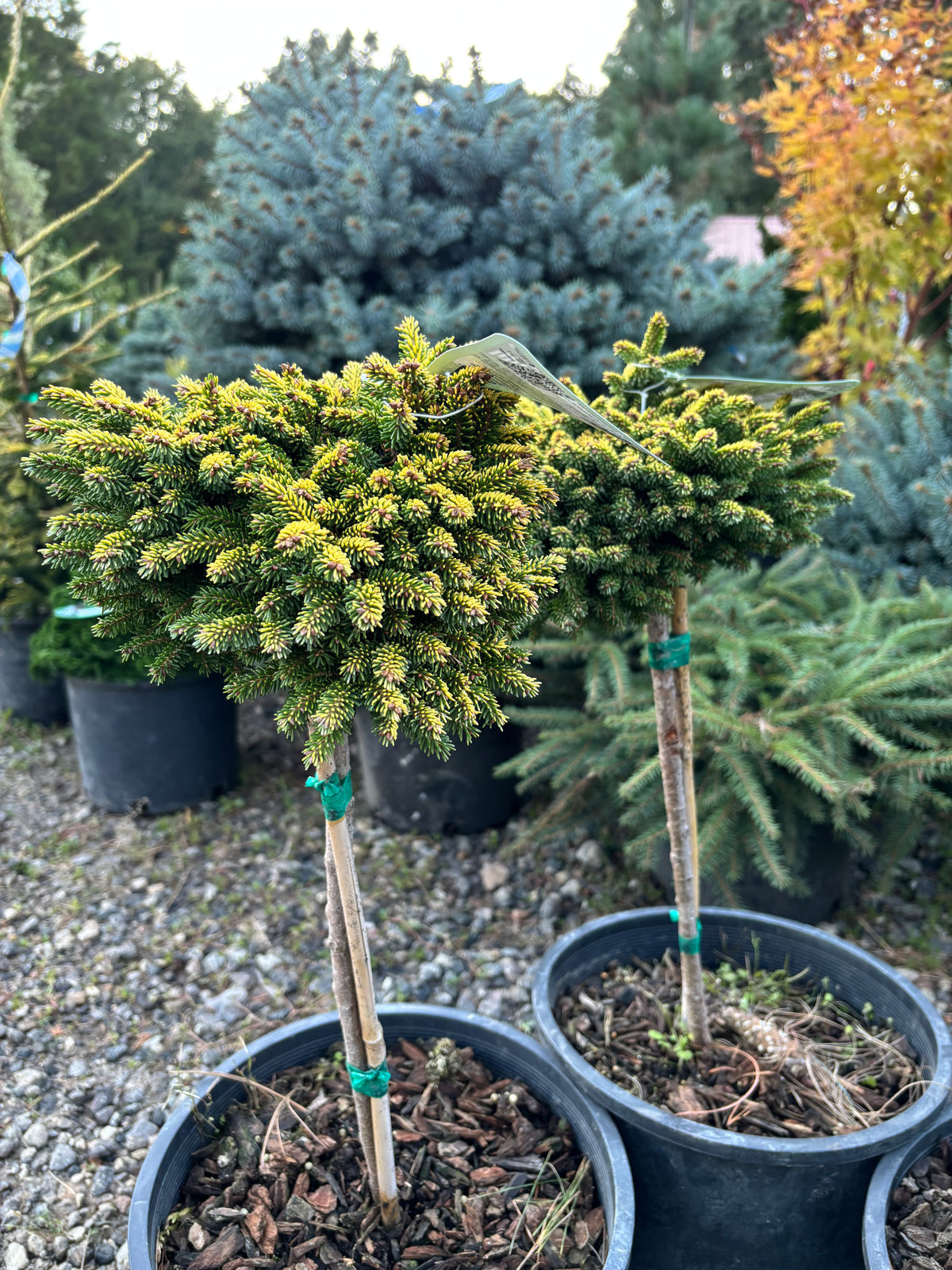 Picea orientalis ‘Tom Thumb’