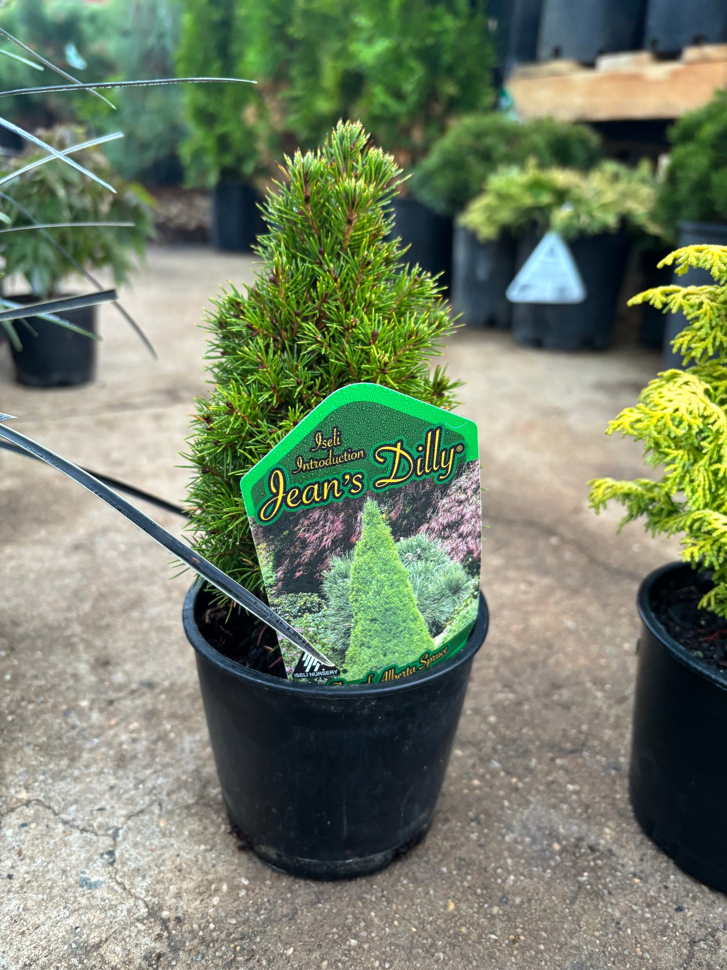 Fanciful Gardens Ultimate Conifer Color Package