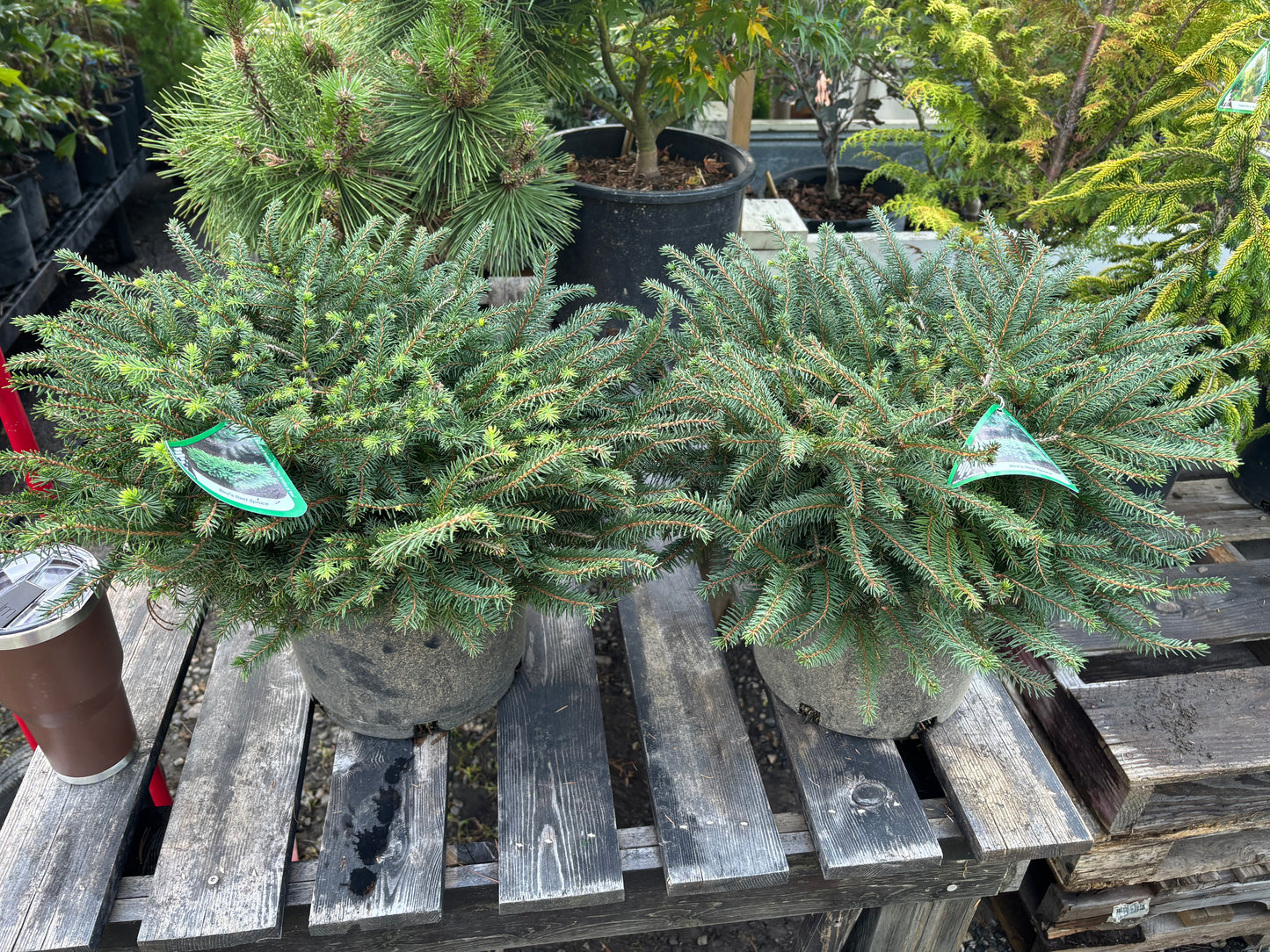 Bird’s Nest Spruce (Picea abies ‘Nidiformis’)