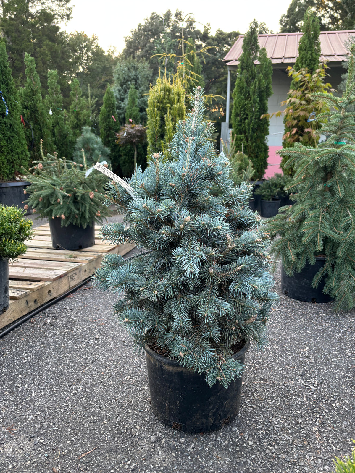 Abies lasiocarpa arizonica 'Glauca Compacta' Rocky Mountain Fir (on Firma)