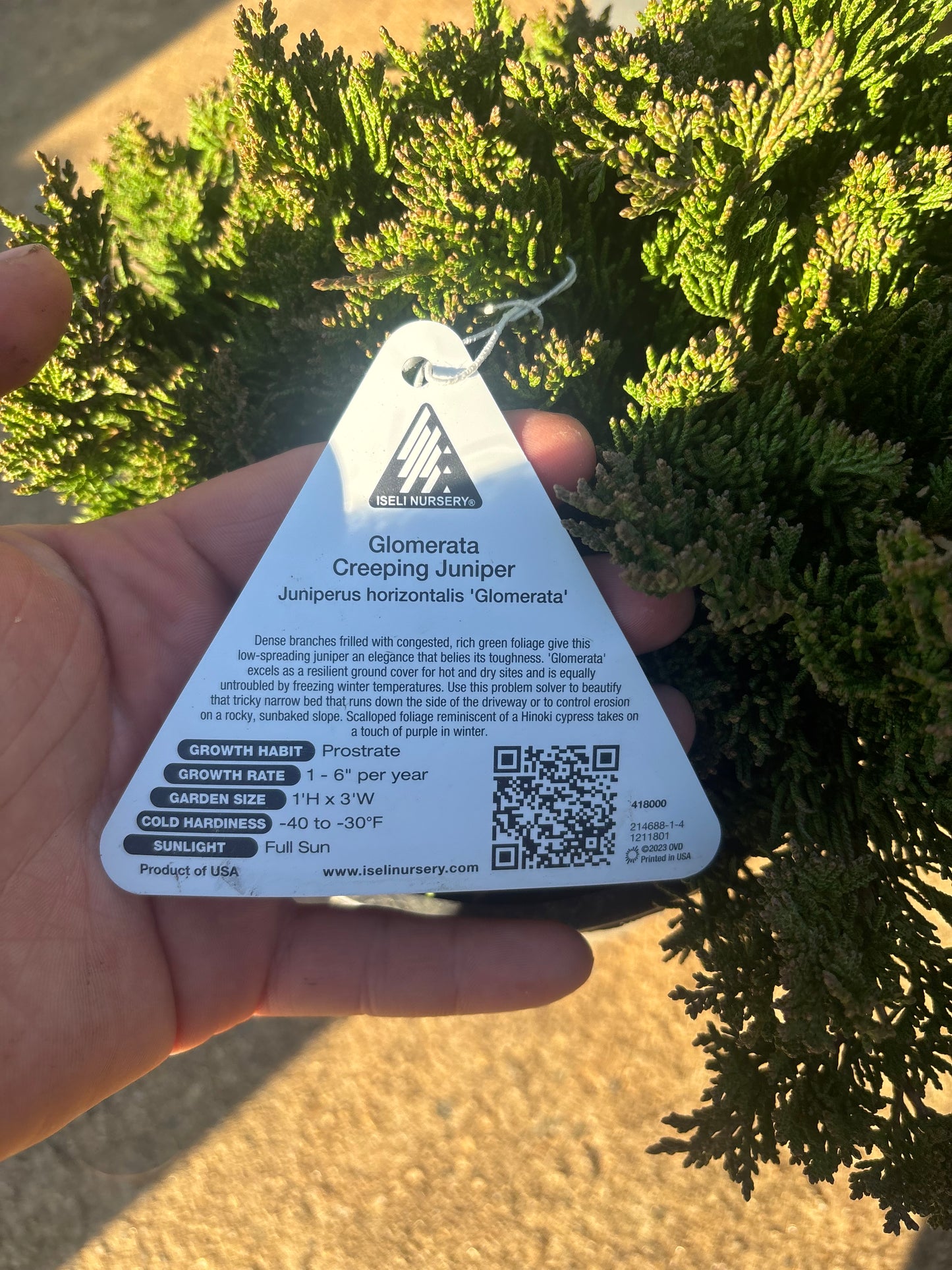 Glomerta Juniper