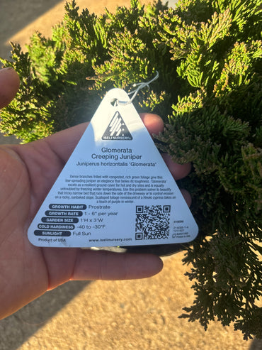 Glomerta Juniper