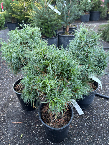 Pinus strobus ‘Green Twist’