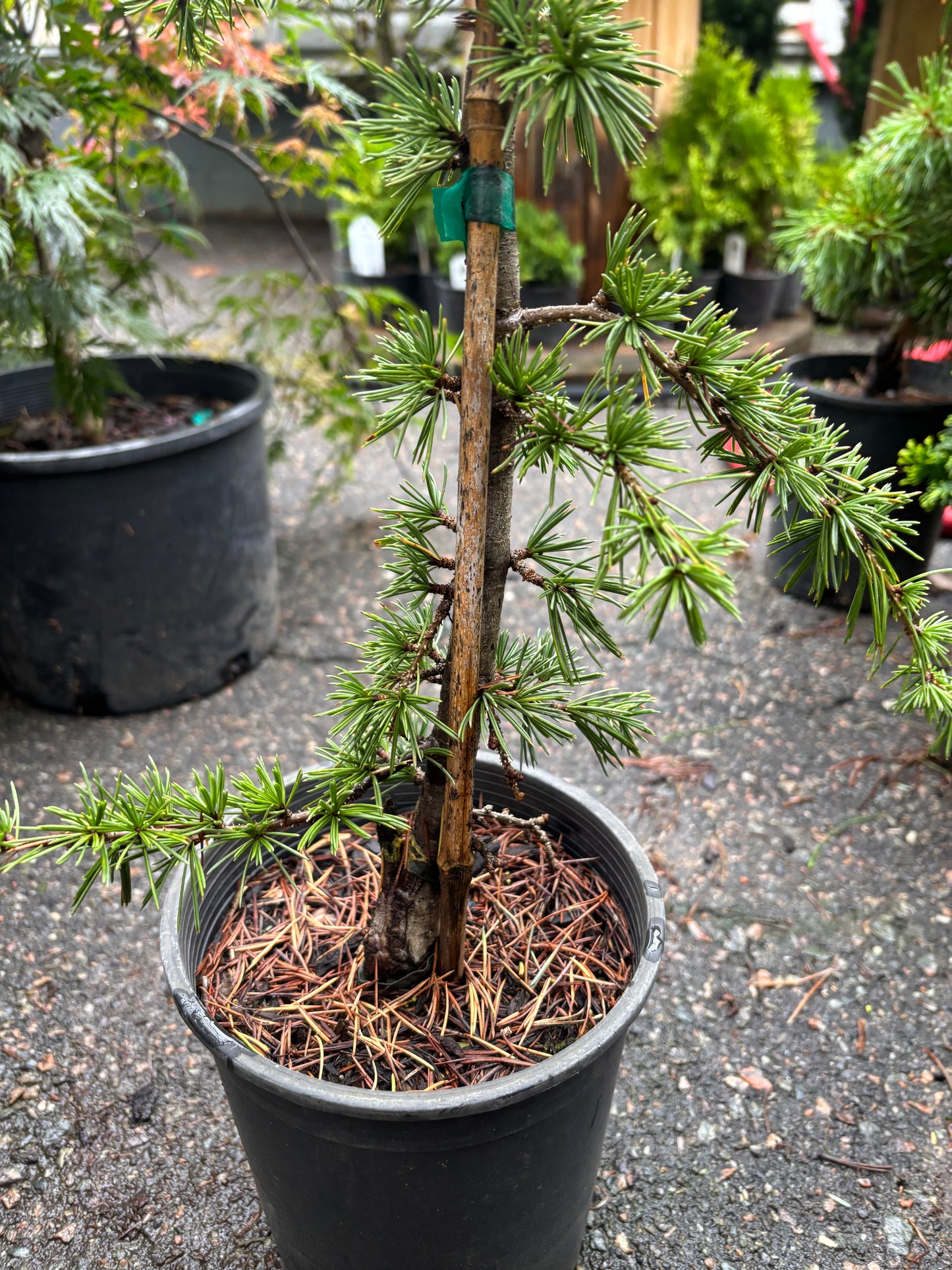 Silberspitz Atlas Cedar