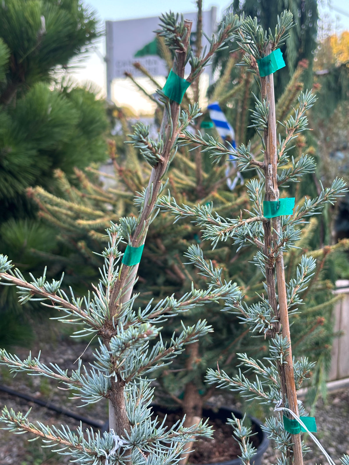 Horstmann Atlas Cedar