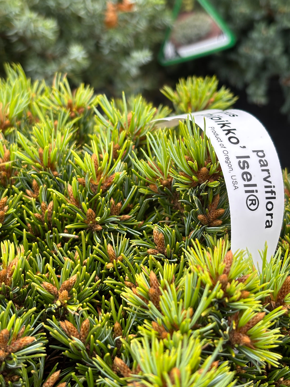 Pinus parviflora ‘Chibikko’