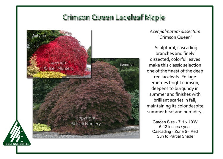 Crimson Queen Japanese Maple